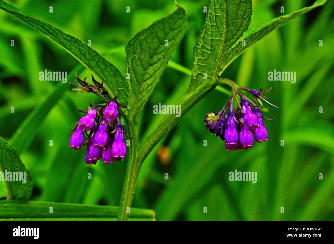 Kräuter sind eine Quelle nützlicher Substanzen für die Pharmakologie. Stockfoto