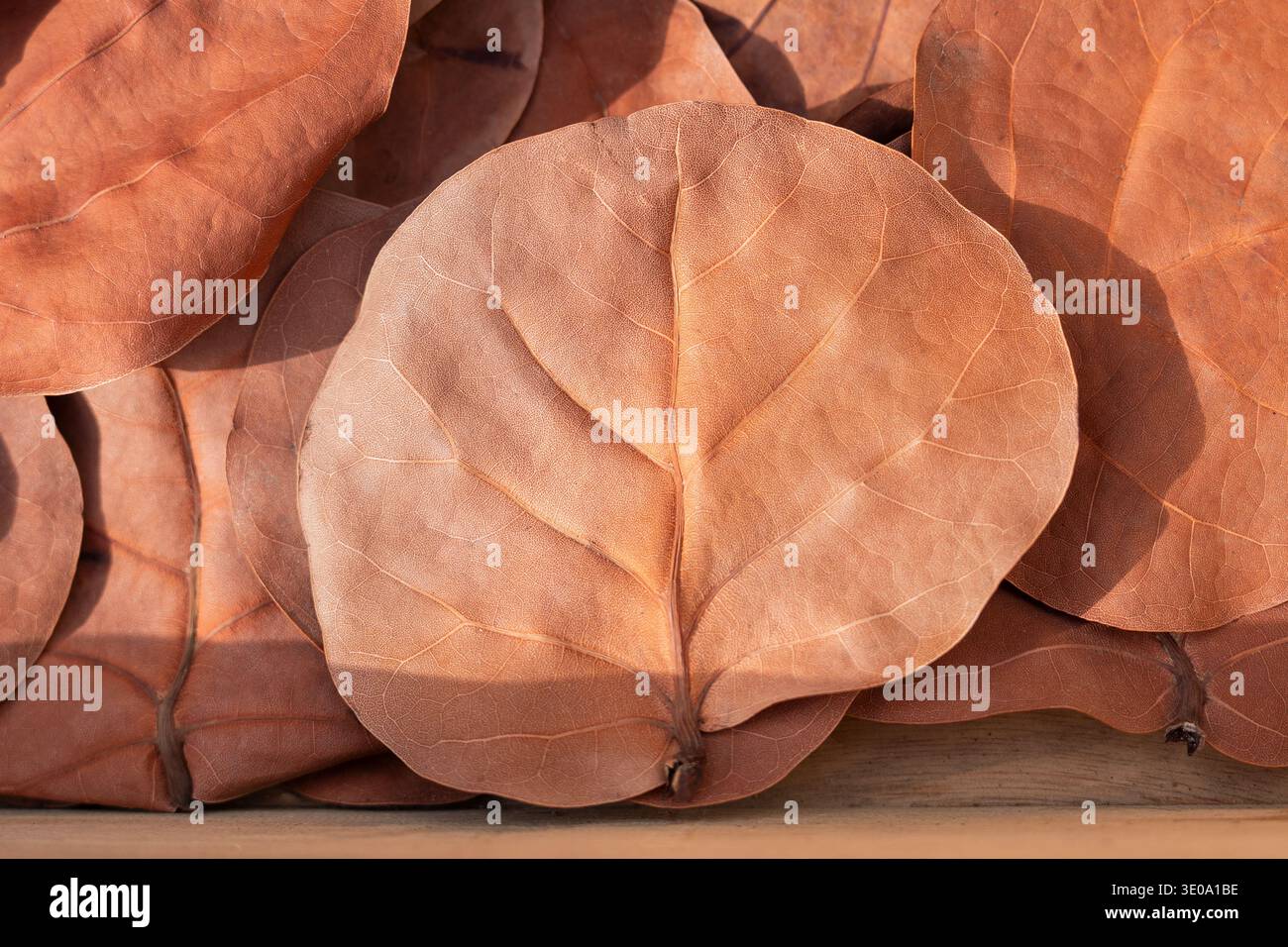 Stapel großer getrockneter Rundblätter für Naturkundeprojekte Stockfoto