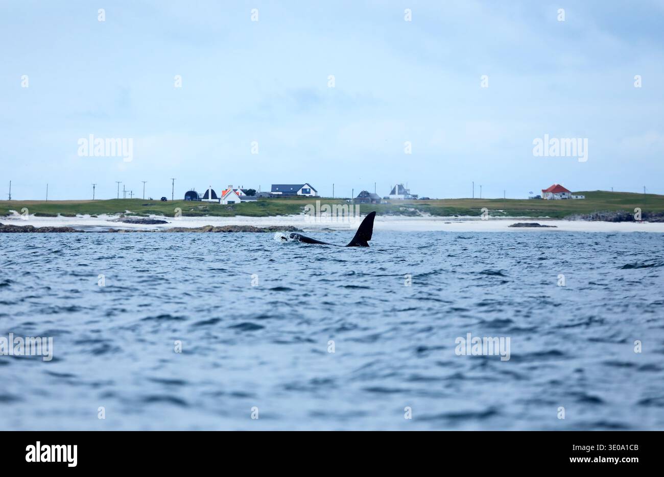 John Coe, Orca, Teil der schottischen Westküstengemeinschaft der Killerwale, die die Küste der Isle of Tiree passieren Stockfoto