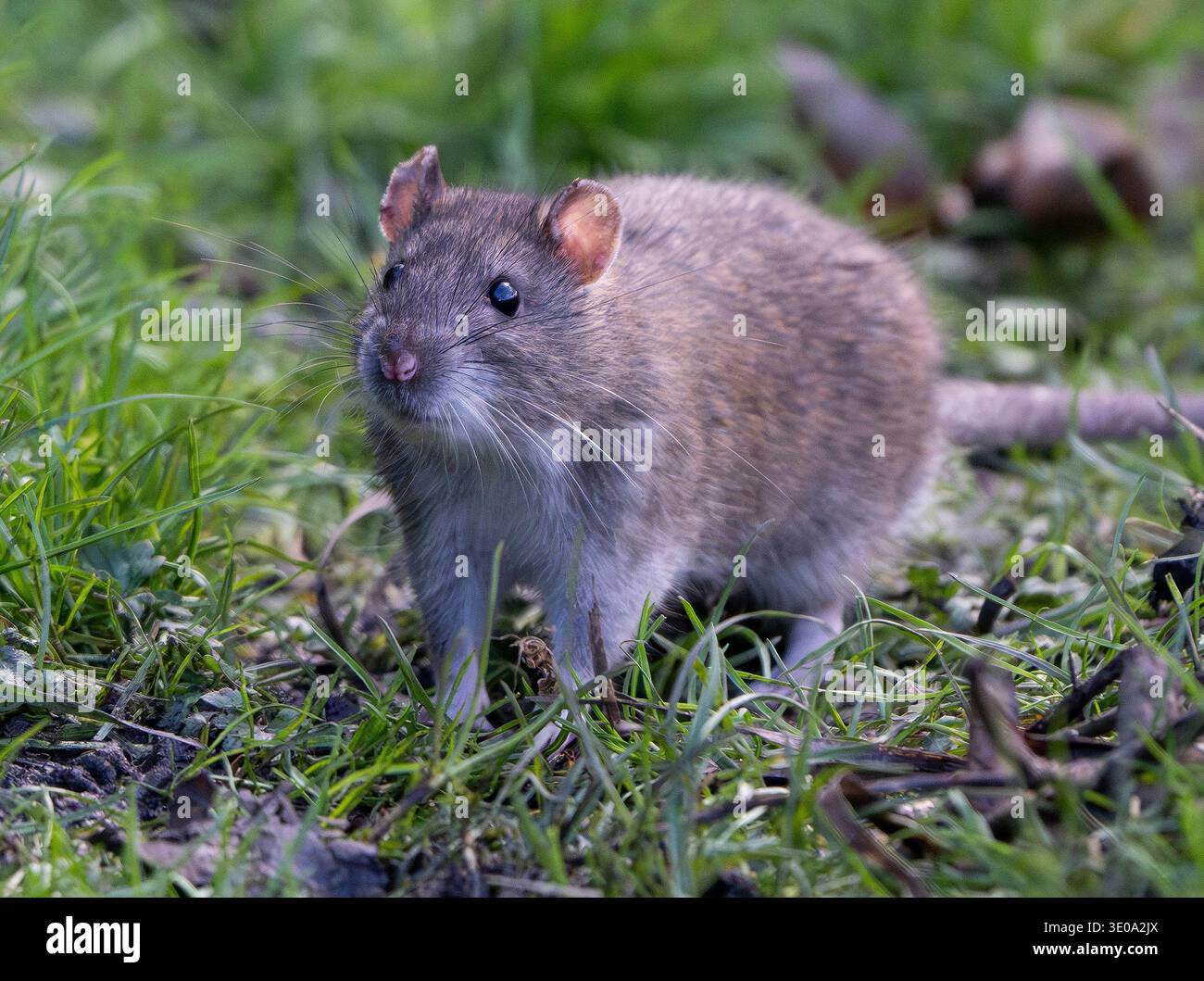 Eine Ratte jagt nach Essen im Lochend Park, Edinburgh, Schottland. UK Credit: Ian Jacobs Stockfoto