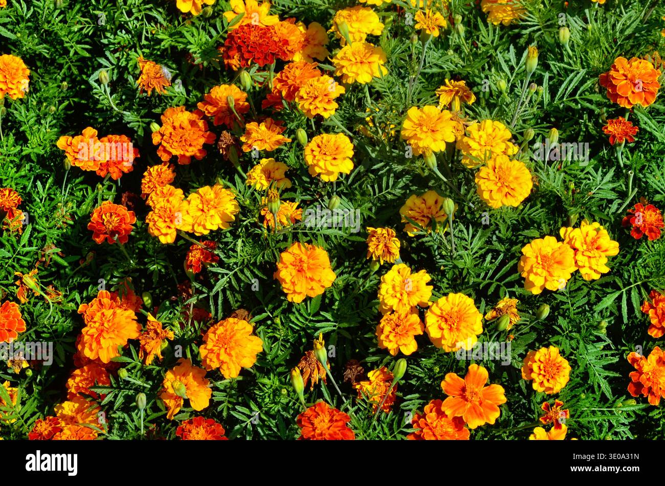 Nahaufnahme der wunderschönen Ringelblume (Tagetes erecta, mexikanische, aztekische oder afrikanische Ringelblume) im Garten. ringelblume gelb, orange, lila mit A Stockfoto