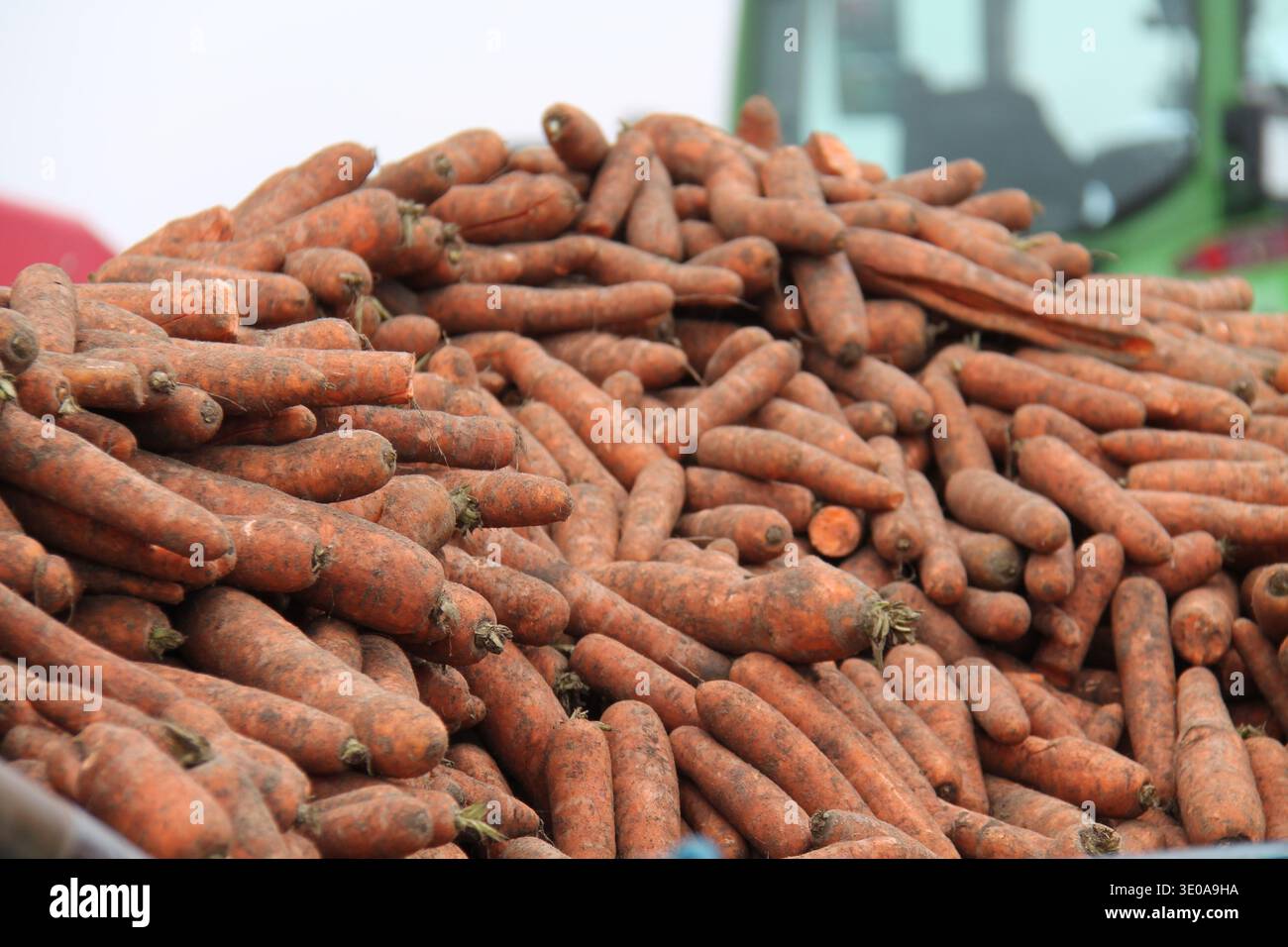 Ein Haufen dreckiges frisch gepflücktes Karottengemüse. Stockfoto