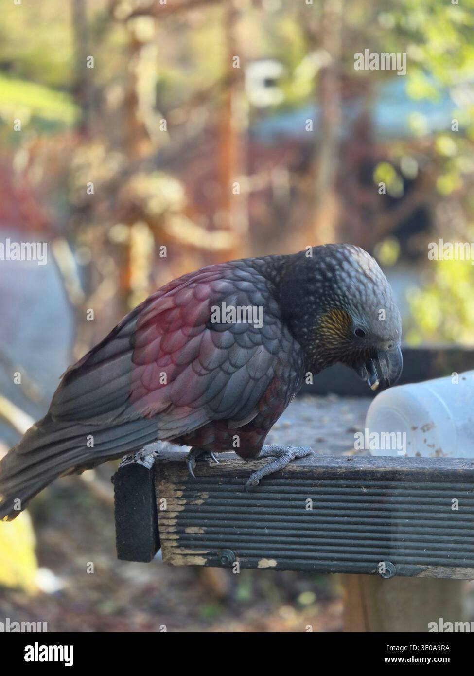 Wunderschöner Vogel in Queenstown - Smartphone-aufgenommenes Stockfoto