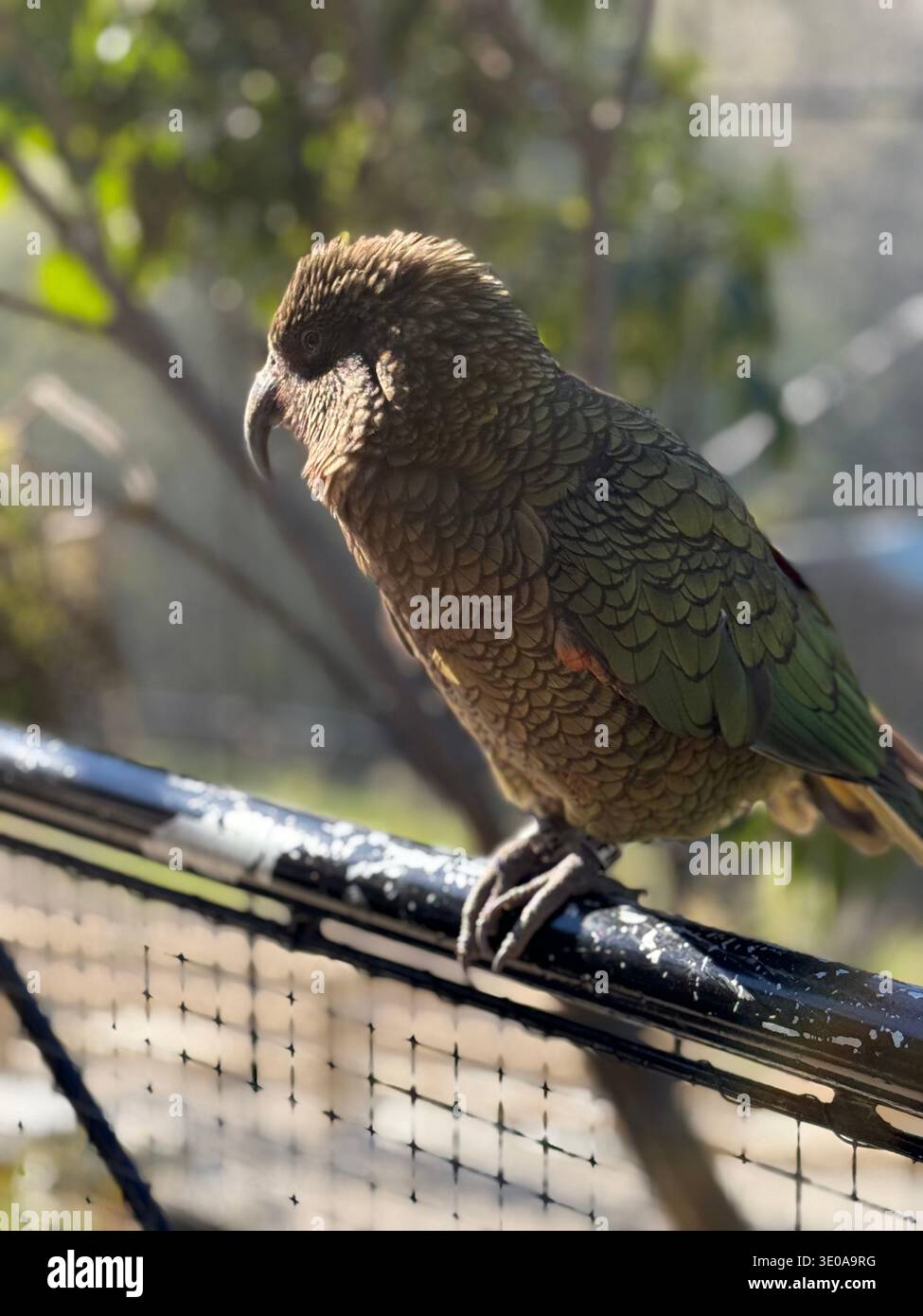 Wunderschöner Vogel in Queenstown - Smartphone-aufgenommenes Stockfoto