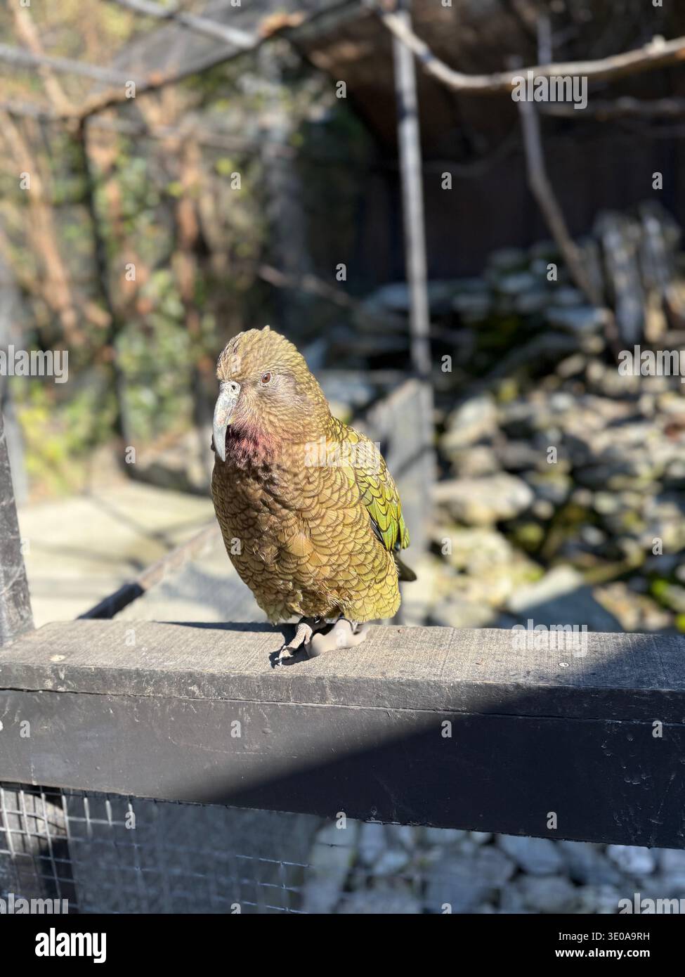 Wunderschöner Vogel in Queenstown - Smartphone-aufgenommenes Stockfoto