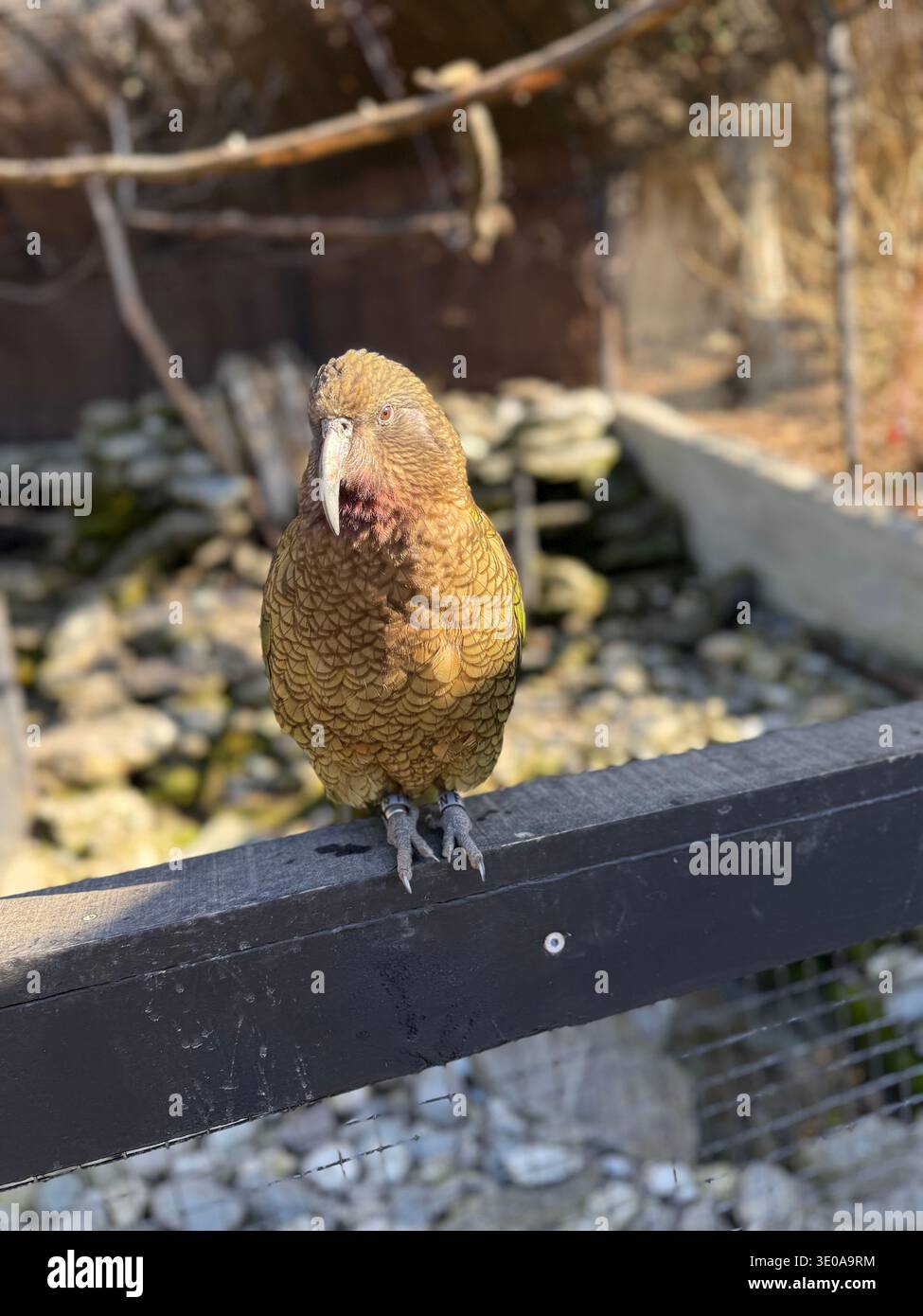 Wunderschöner Vogel in Queenstown - Smartphone-aufgenommenes Stockfoto