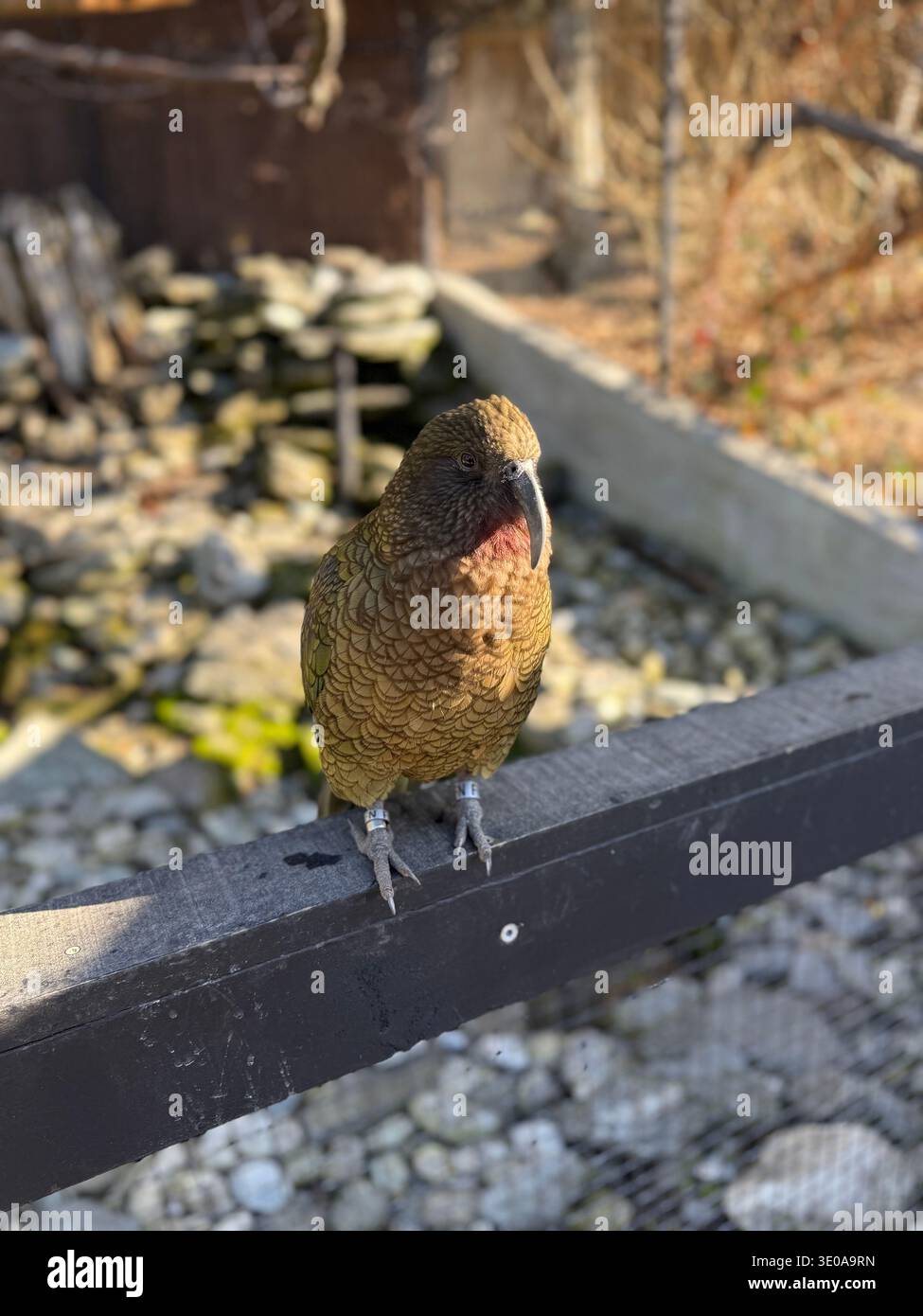 Wunderschöner Vogel in Queenstown - Smartphone-aufgenommenes Stockfoto