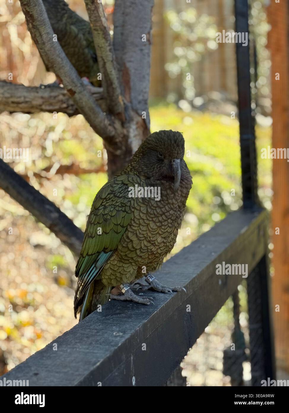 Wunderschöner Vogel in Queenstown - Smartphone-aufgenommenes Stockfoto