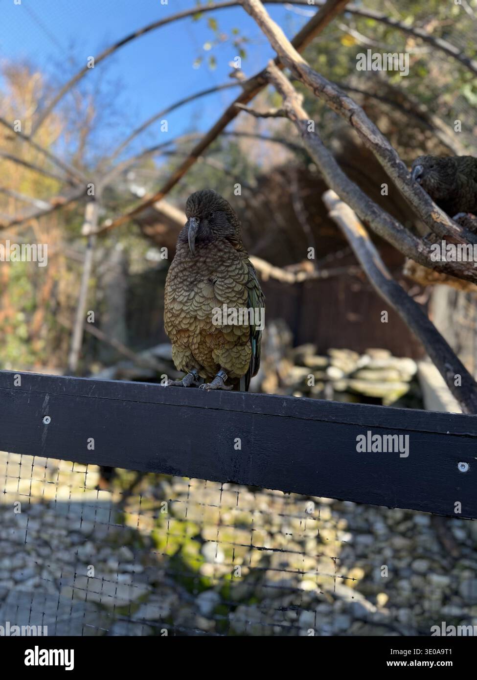 Wunderschöner Vogel in Queenstown - Smartphone-aufgenommenes Stockfoto