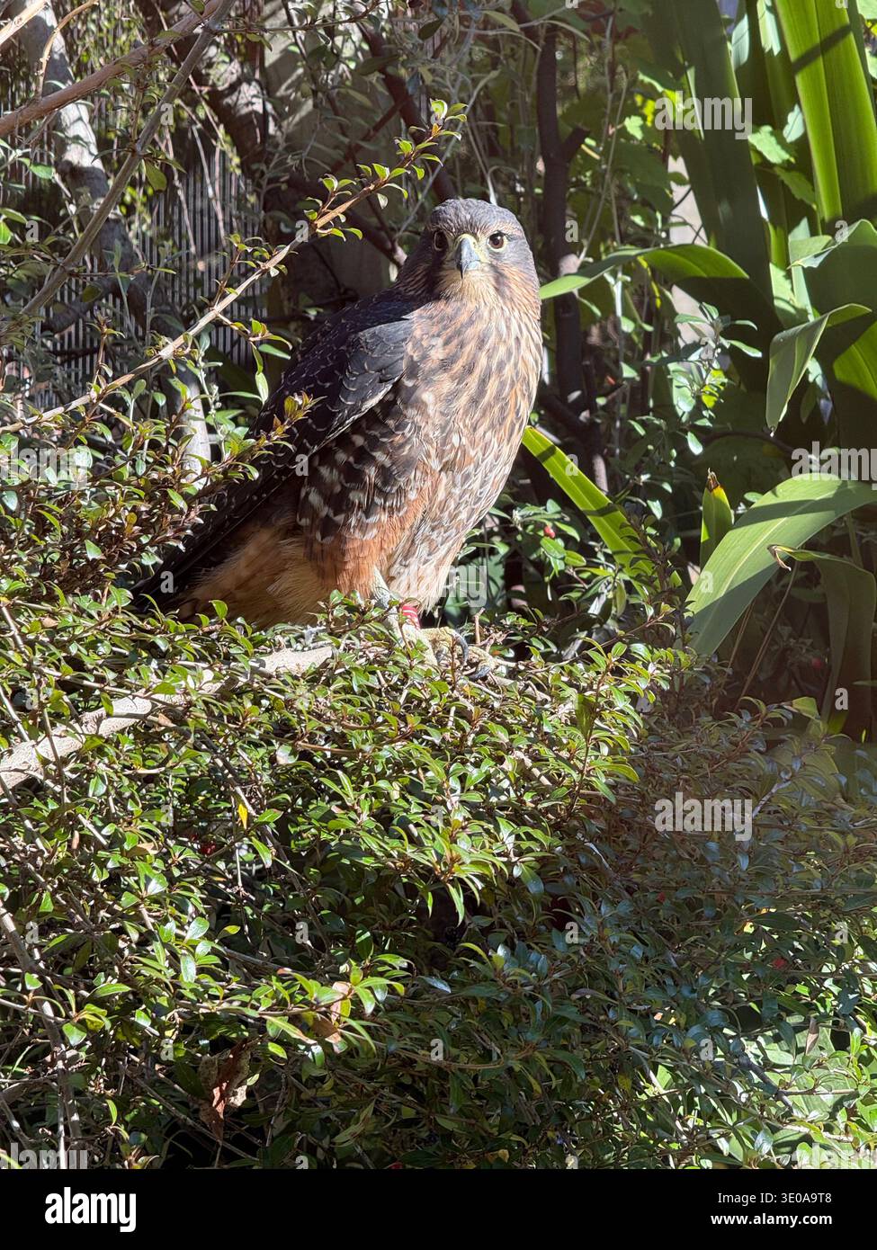 Wunderschöner Vogel in Queenstown - Smartphone-aufgenommenes Stockfoto