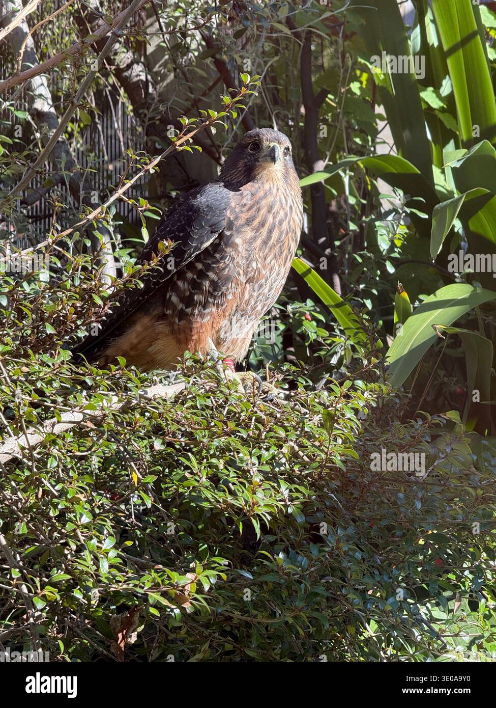Wunderschöner Vogel in Queenstown - Smartphone-aufgenommenes Stockfoto