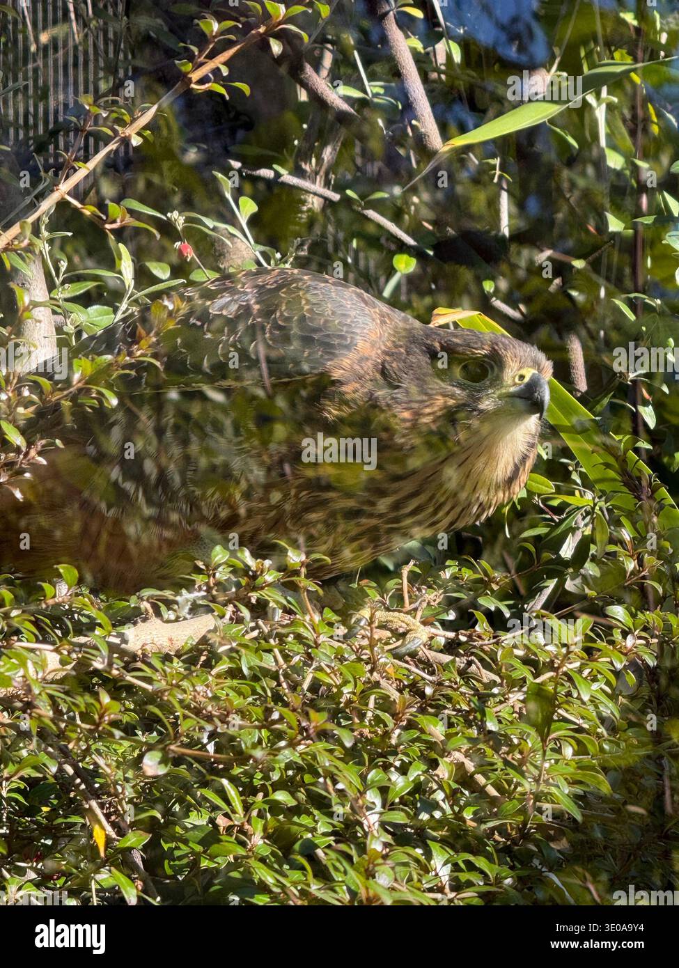 Wunderschöner Vogel in Queenstown - Smartphone-aufgenommenes Stockfoto