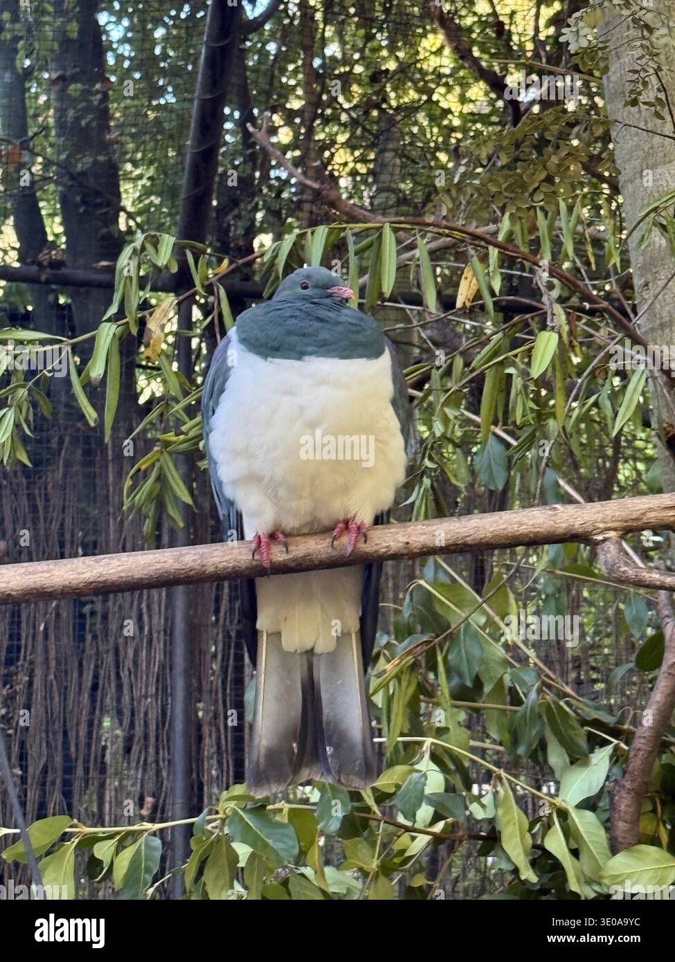 Wunderschöner Vogel in Queenstown - Smartphone-aufgenommenes Stockfoto