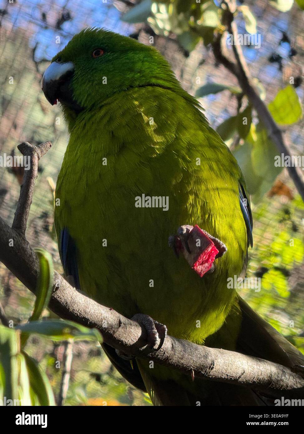 Wunderschöner Vogel in Queenstown - Smartphone-aufgenommenes Stockfoto