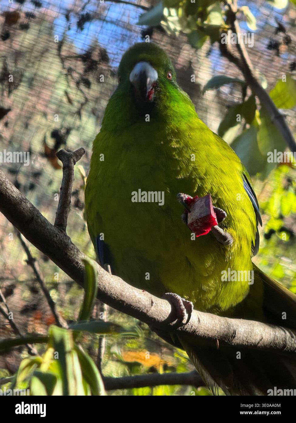 Wunderschöner Vogel in Queenstown - Smartphone-aufgenommenes Stockfoto