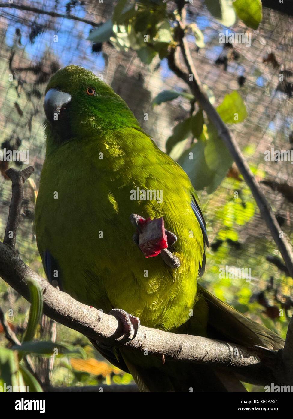 Wunderschöner Vogel in Queenstown - Smartphone-aufgenommenes Stockfoto