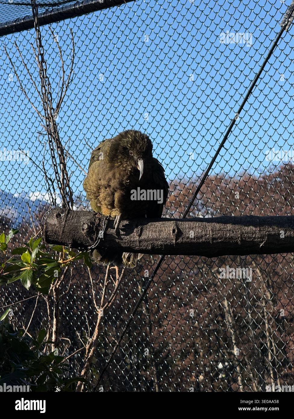 Wunderschöner Vogel in Queenstown - Smartphone-aufgenommenes Stockfoto