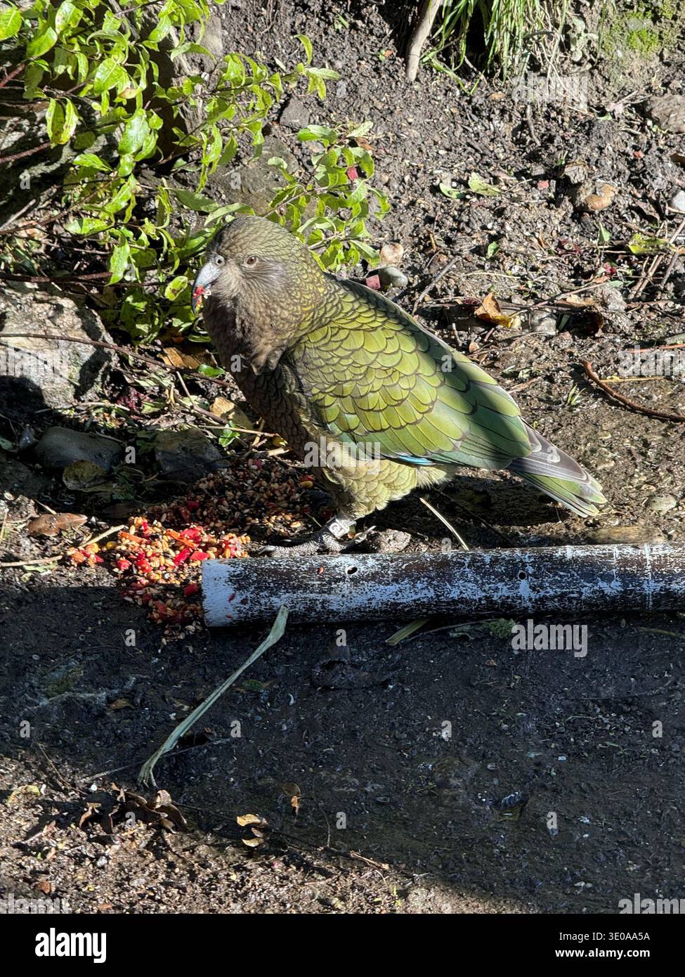 Wunderschöner Vogel in Queenstown - Smartphone-aufgenommenes Stockfoto