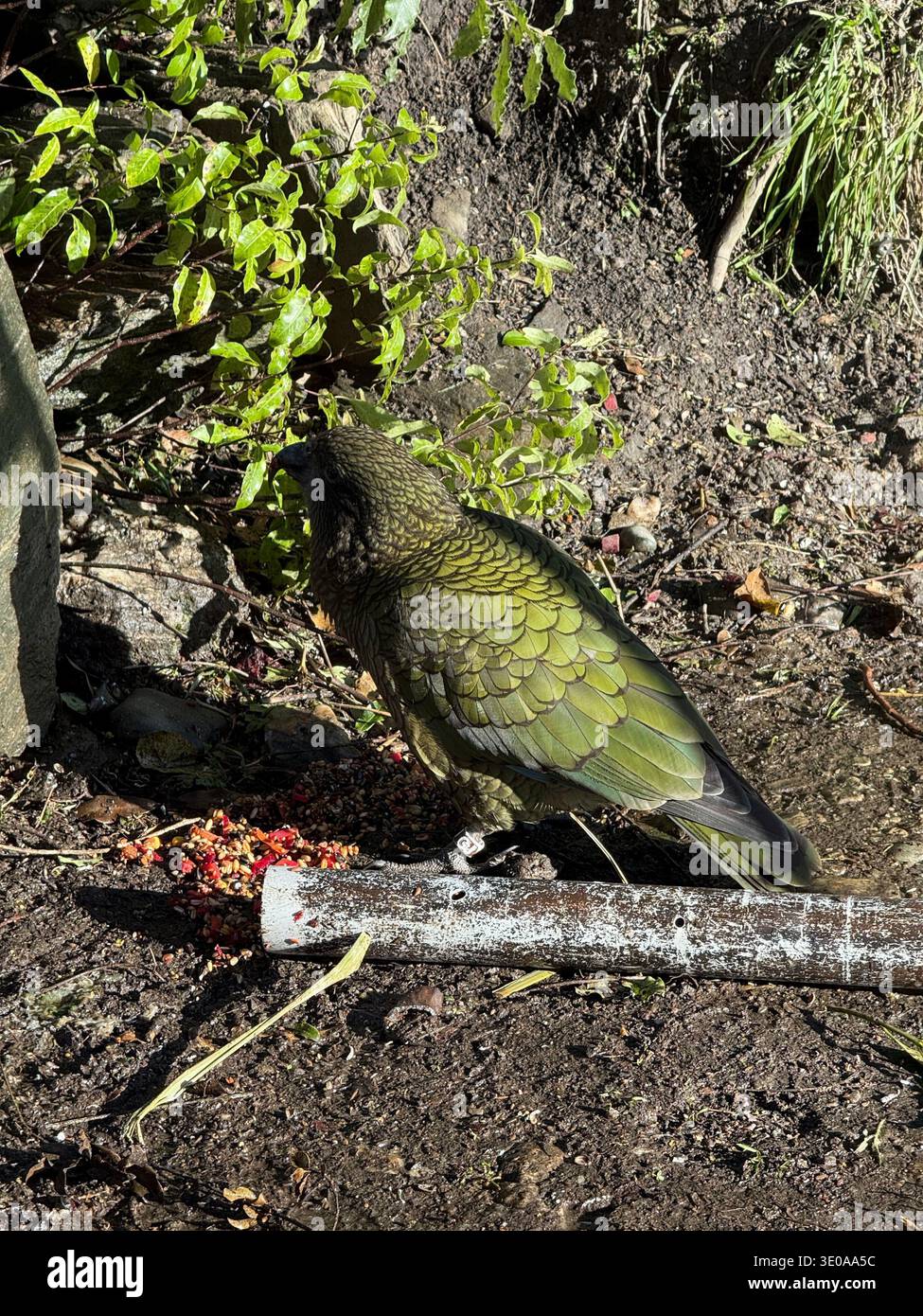 Wunderschöner Vogel in Queenstown - Smartphone-aufgenommenes Stockfoto