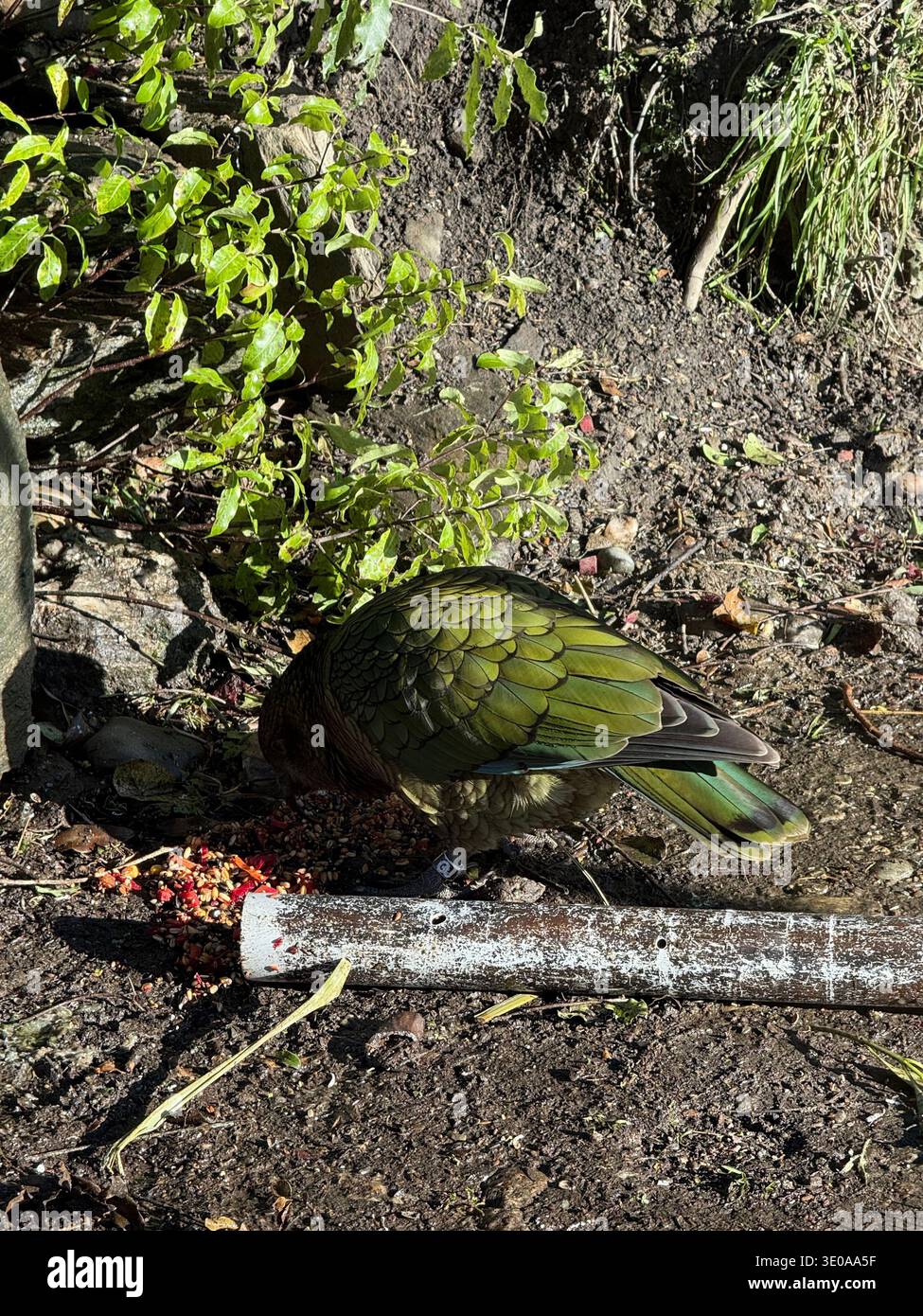 Wunderschöner Vogel in Queenstown - Smartphone-aufgenommenes Stockfoto
