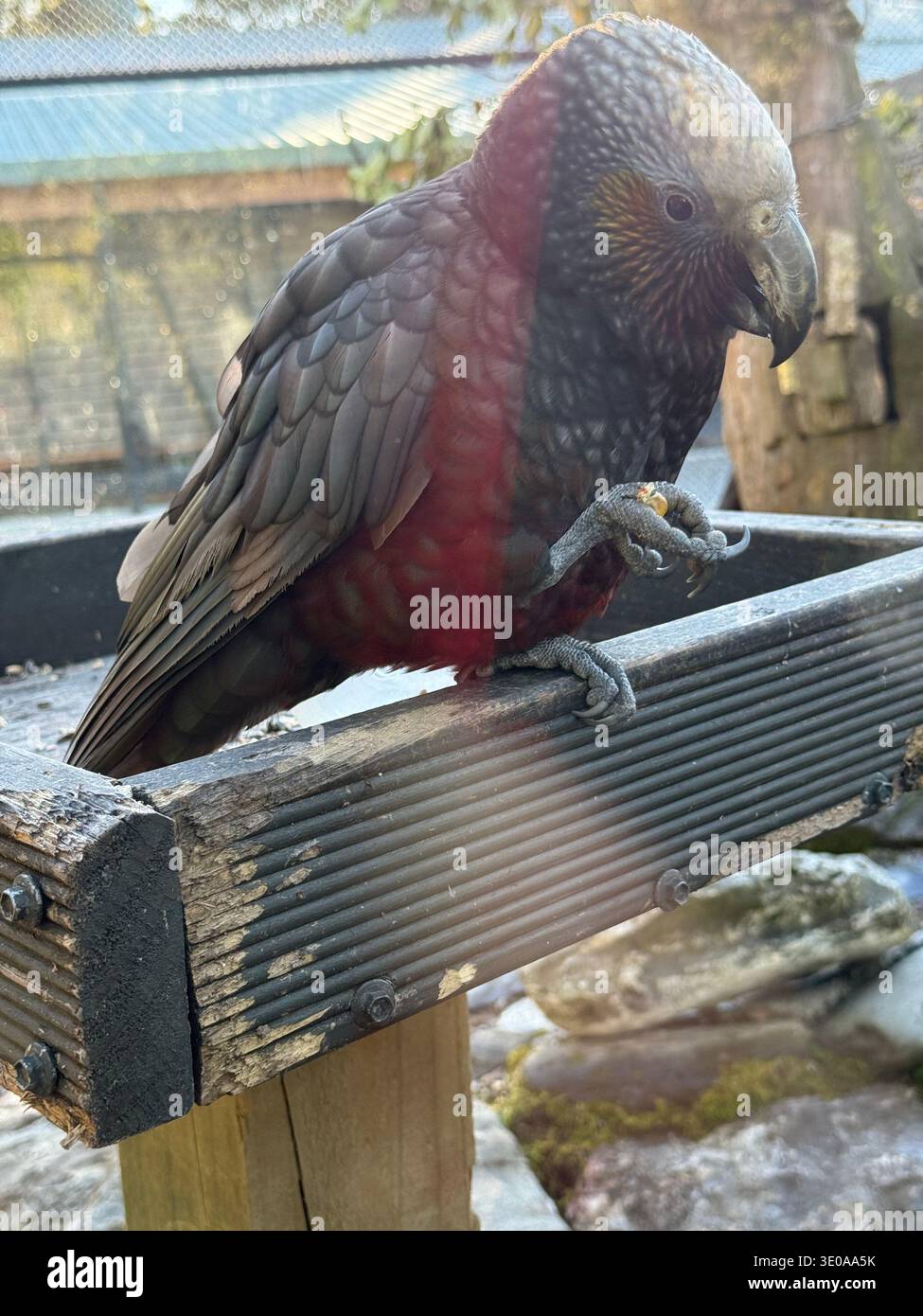 Wunderschöner Vogel in Queenstown - Smartphone-aufgenommenes Stockfoto