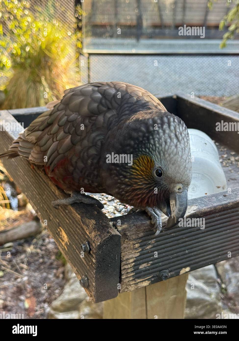 Wunderschöner Vogel in Queenstown - Smartphone-aufgenommenes Stockfoto