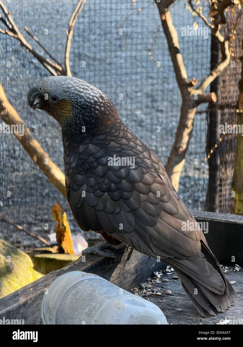 Wunderschöner Vogel in Queenstown - Smartphone-aufgenommenes Stockfoto