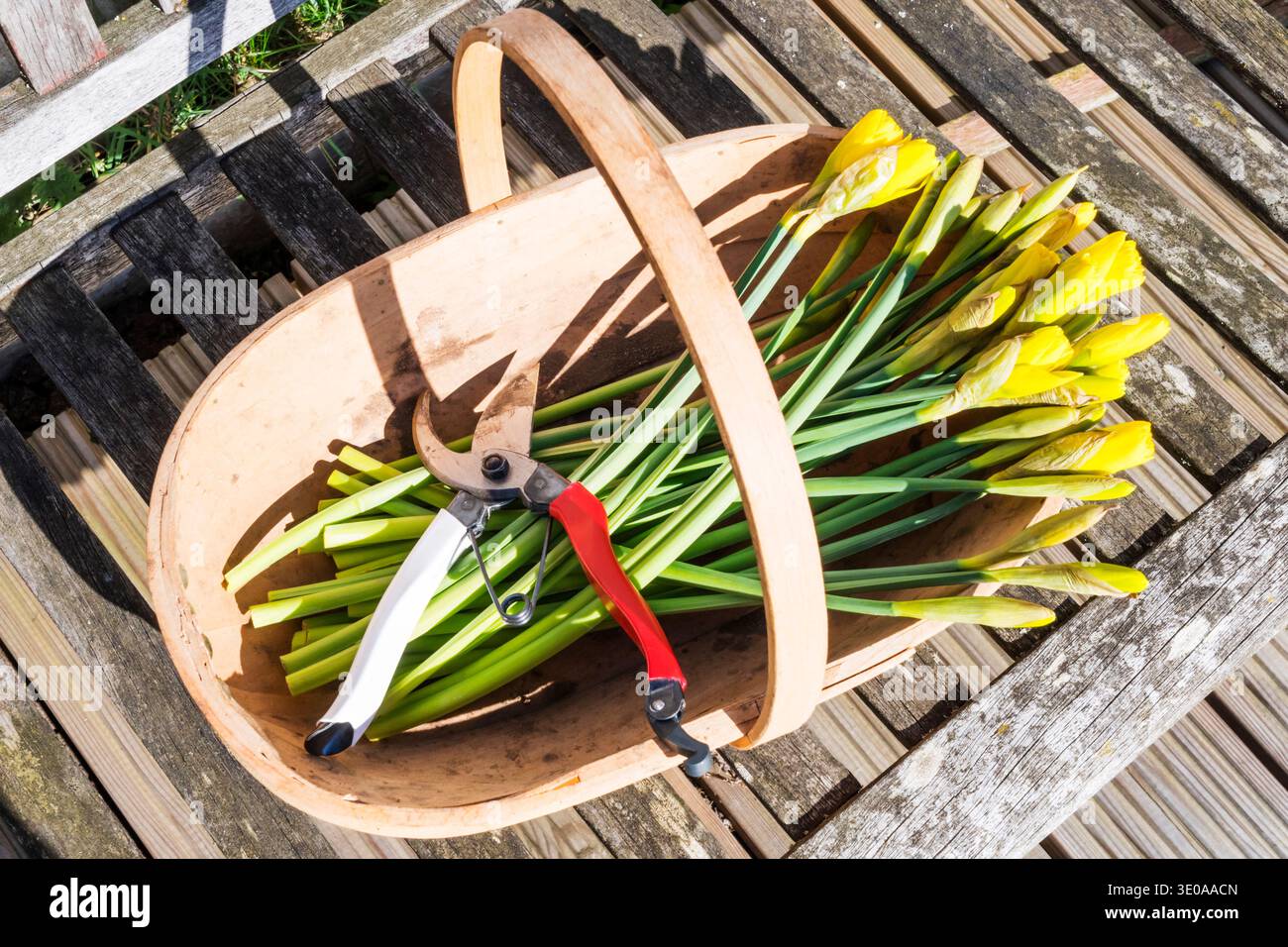 Eine Reihe von Narzissen aus dem Garten, die als Schnittblumen für die Dekoration im Haus verwendet werden. Stockfoto