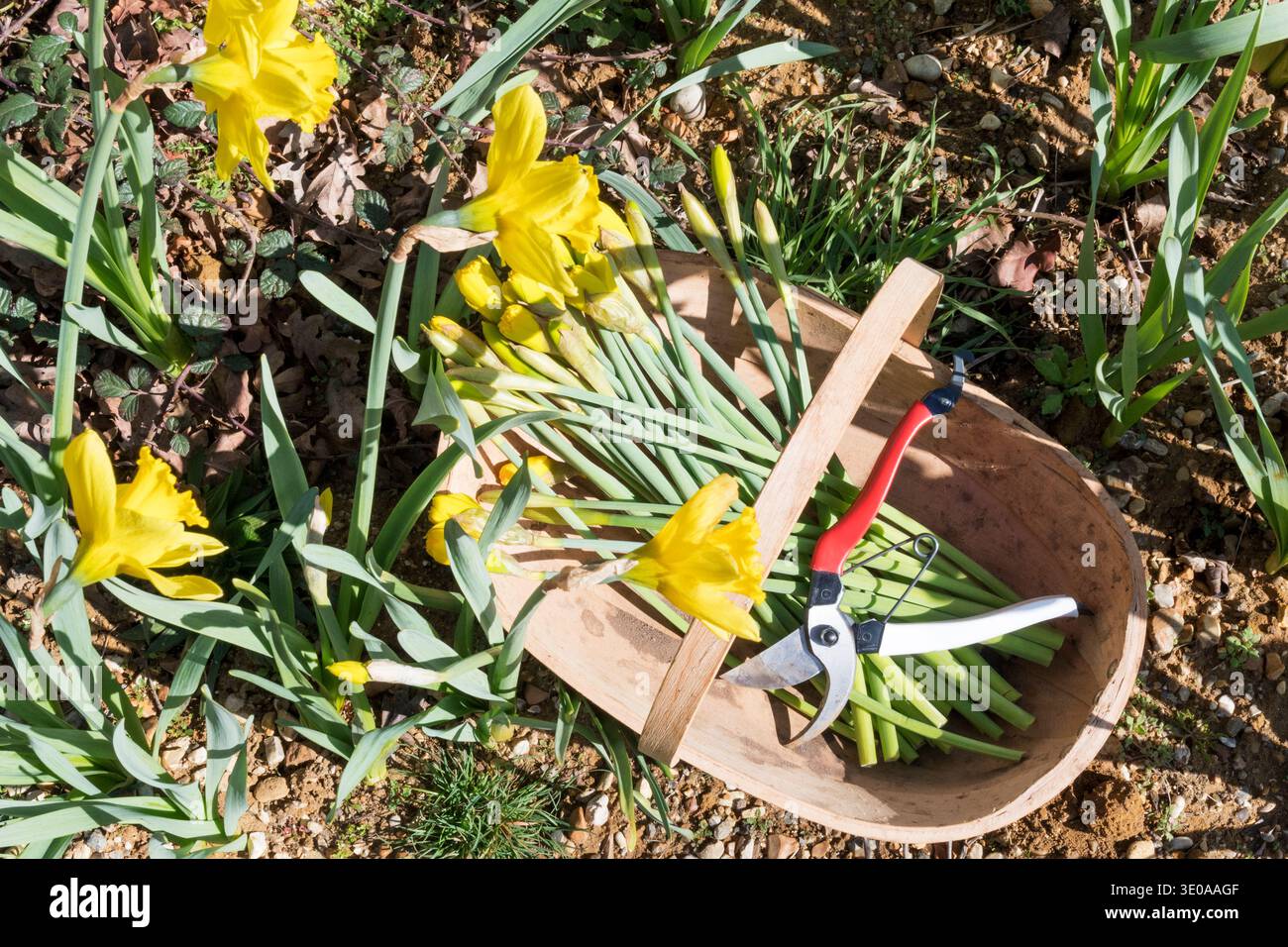 Eine Reihe von Narzissen aus dem Garten, die als Schnittblumen für die Dekoration im Haus verwendet werden. Stockfoto