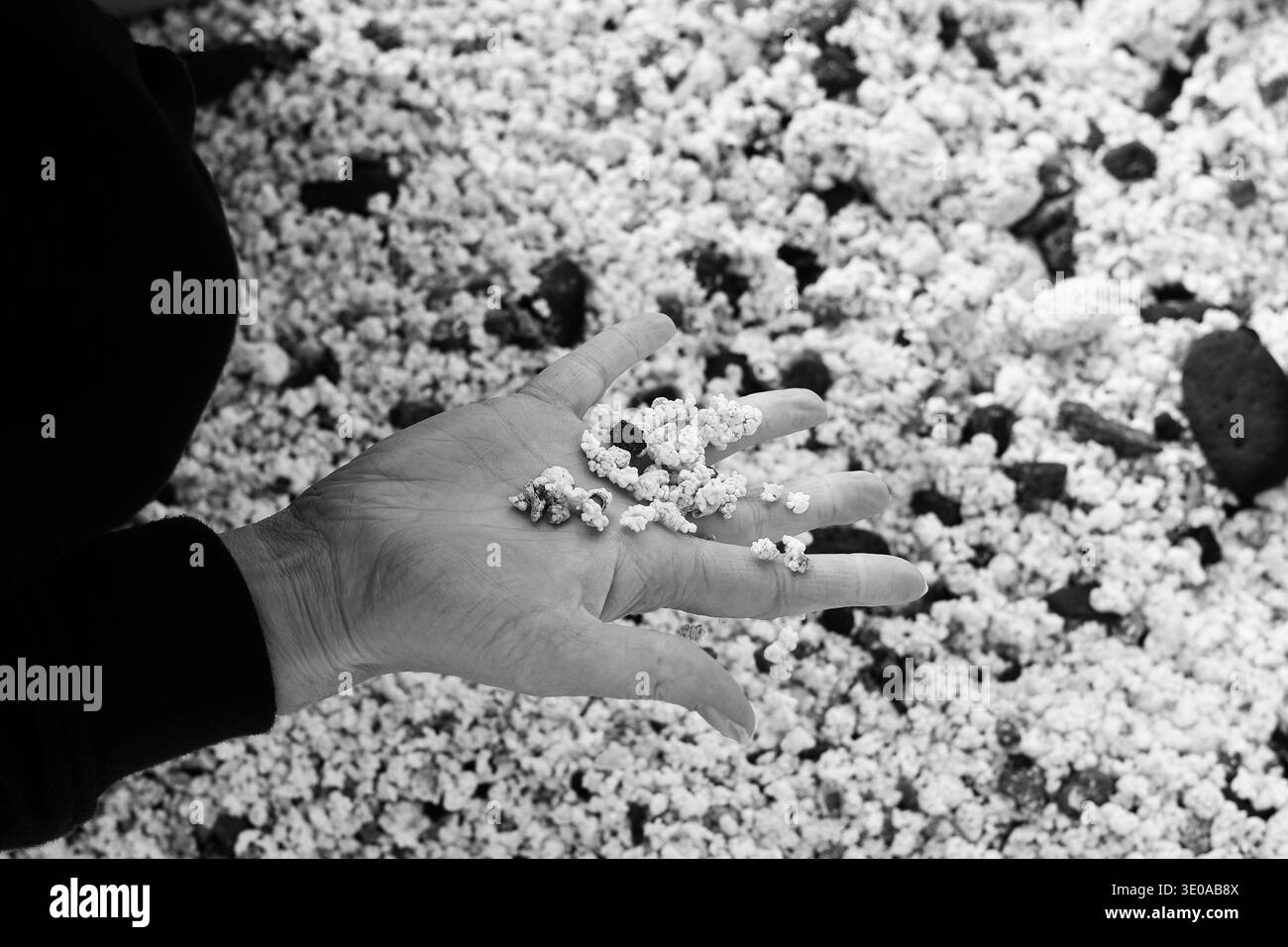 Schwarz-weiß-Foto einer Hand mit kleinen Steinen am Popcornstrand von Fuerteventura Stockfoto