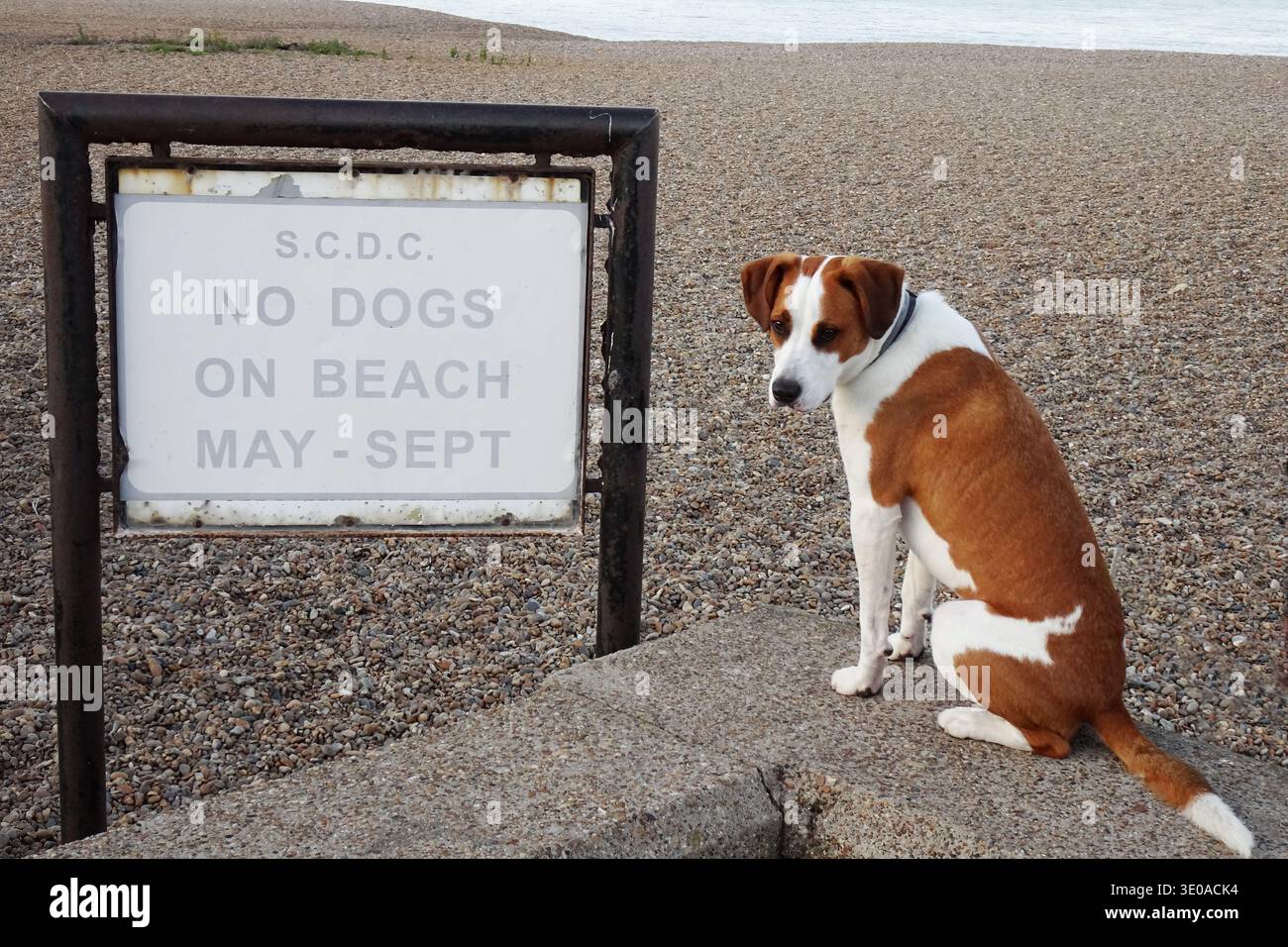 Brown and White Dog sitzt neben dem Schild „No Dogs on Beach May-Sept“ auf Pebble Shore Stockfoto