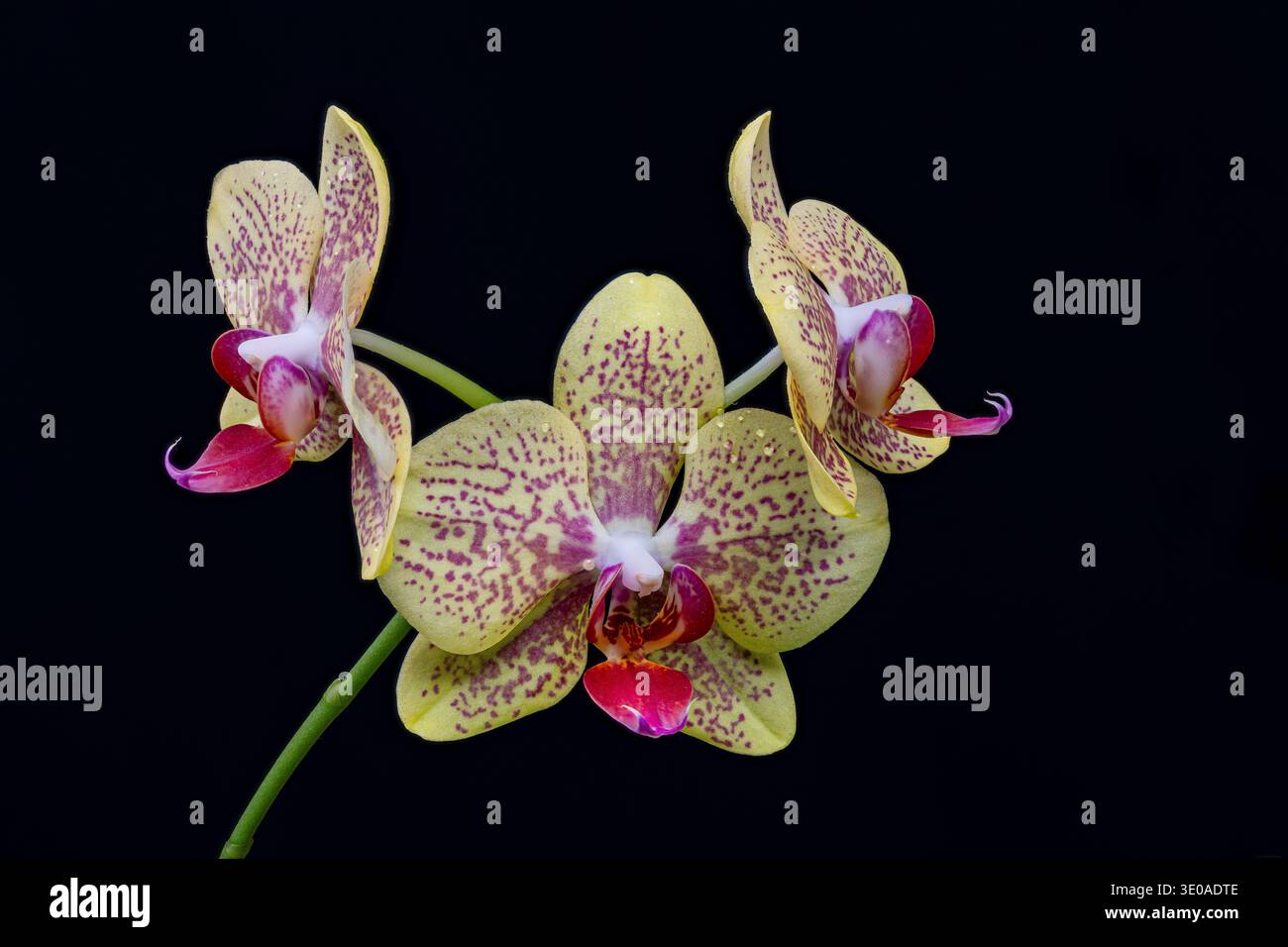 Gelbe Traubenorchidee, Blütenblätter und Sepalen mit rotem Muster, Makro mit Fokusstapelung, große Schärfentiefe, Säule und Lippenrot, Stockfoto
