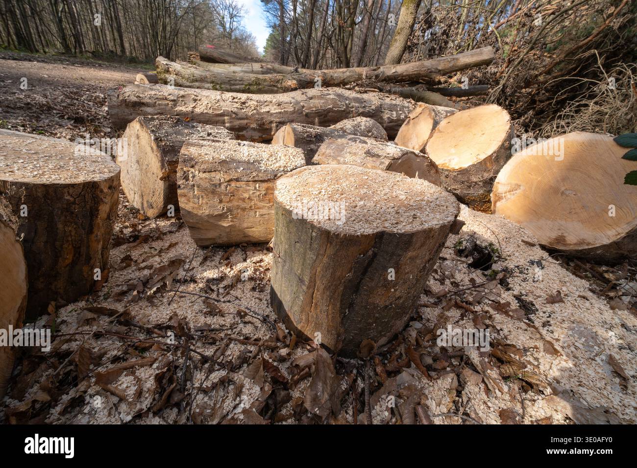 Eine Sammlung von Baumstümpfen und Baumstämmen wird auf einem Pfad in einem Wald gesehen. Der Boden ist mit Holzspänen und gefallenen Blättern bedeckt. Die Szene zeigt die letzte tr Stockfoto
