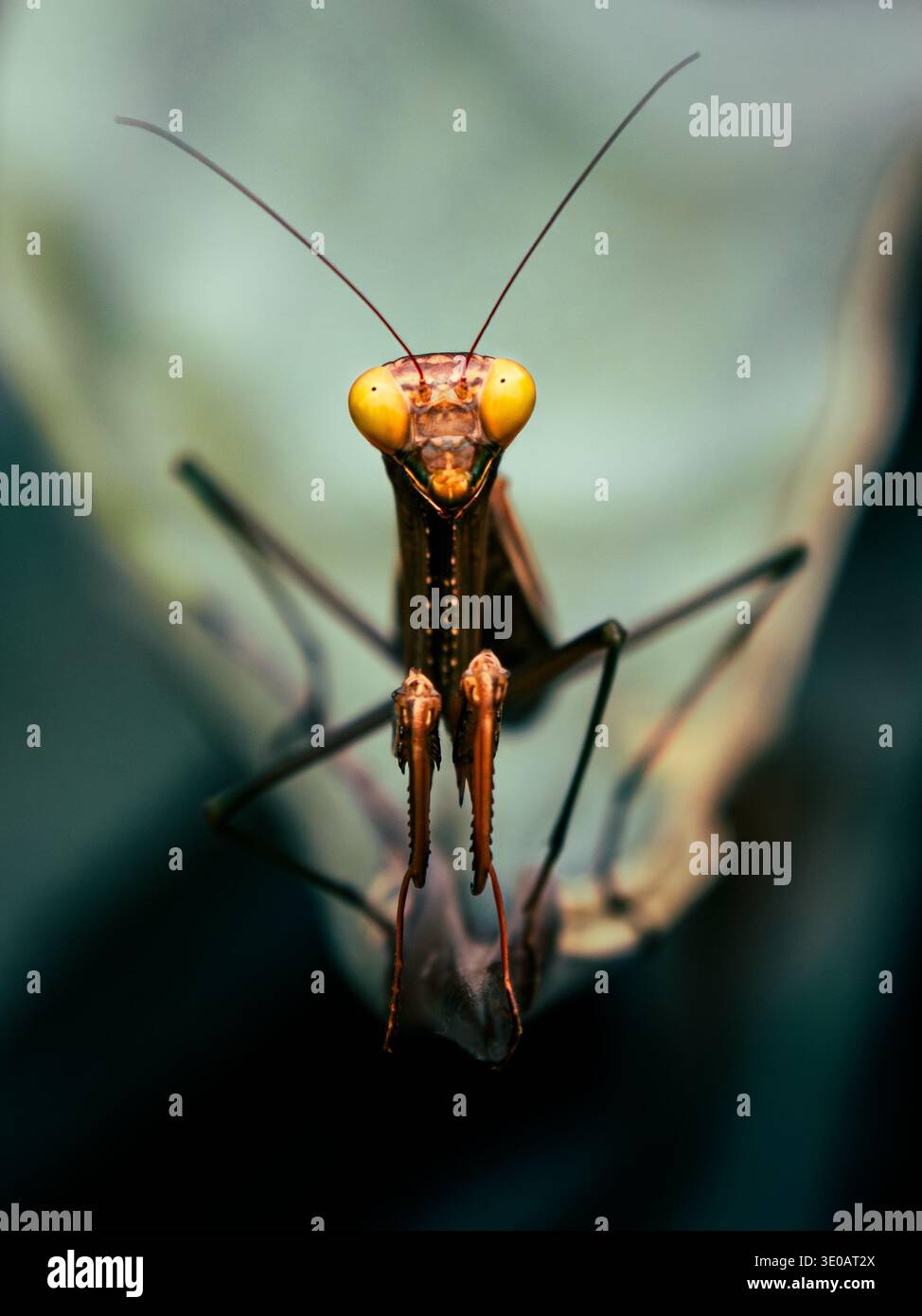 Nahaufnahme einer betenden Mantis mit lebhaften gelben Augen und detaillierten Vorderbeinen, isoliert vor einem weichen verschwommenen Hintergrund, Denia, Alicante, Spanien Stockfoto
