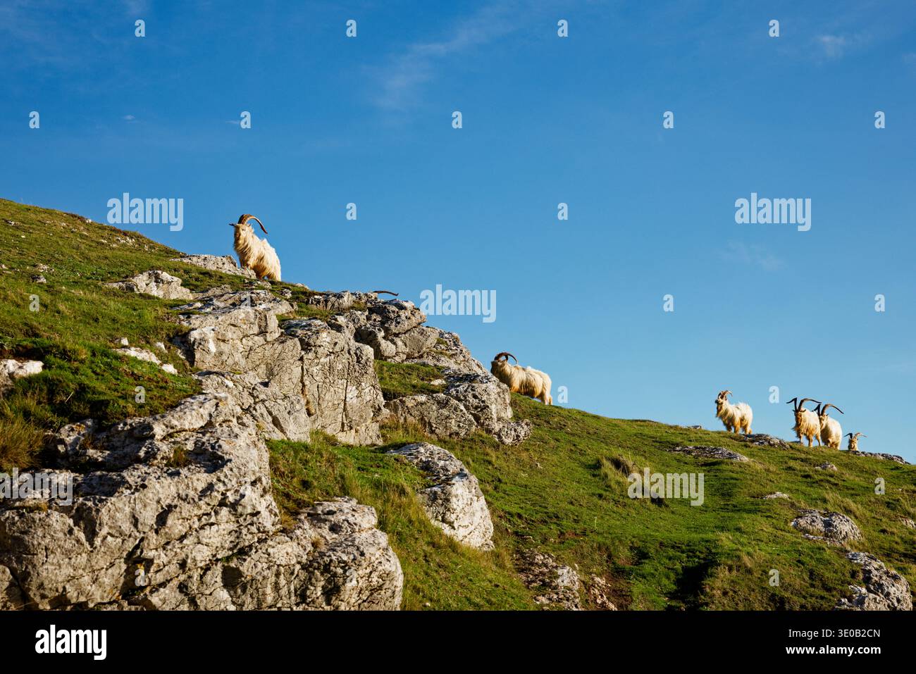Wilde Ziegen mit weißem Fell und langen Hörnern gehen in einer Linie hintereinander auf dem Kamm eines felsigen Hügels mit Gras unter blauem Himmel, Great Orme. Stockfoto