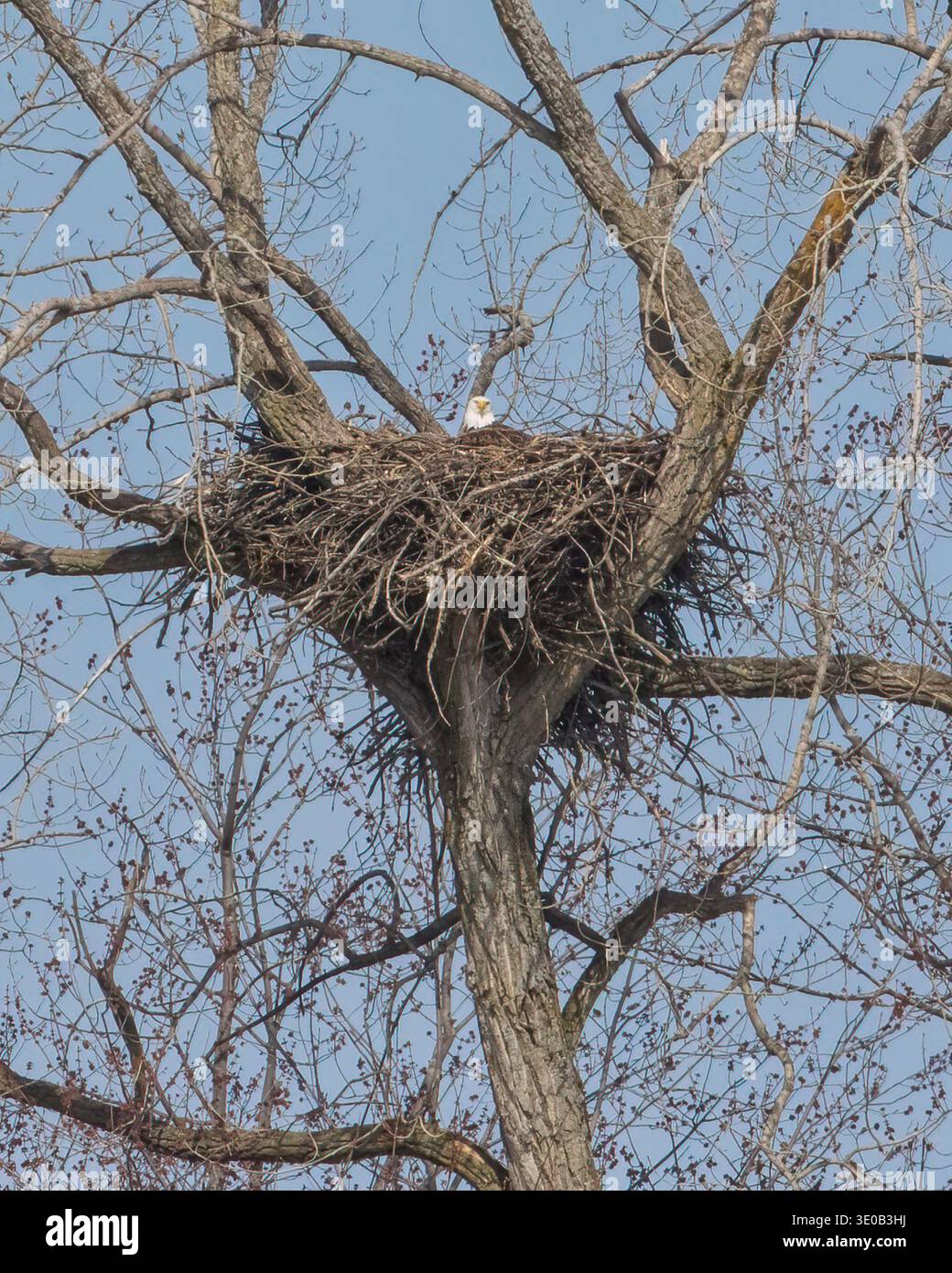 Erwachsener Weißkopfseeadler in seinem großen Nest hoch oben auf einem hohen, blattlosen Baum im Frühling Stockfoto