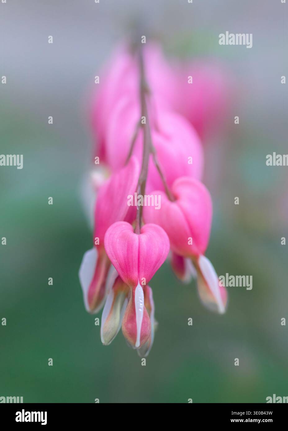 Schöne rosa Blüten des blutenden Herzens (Dicentra spectabilis) Stockfoto