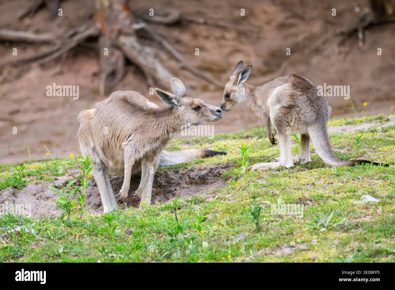 Ostgraue Känguru (Macropus giganteus) Mutter mit ihrem Jungen, die auf einer Wiese knuddelt, gefangen, Deutschland Stockfoto