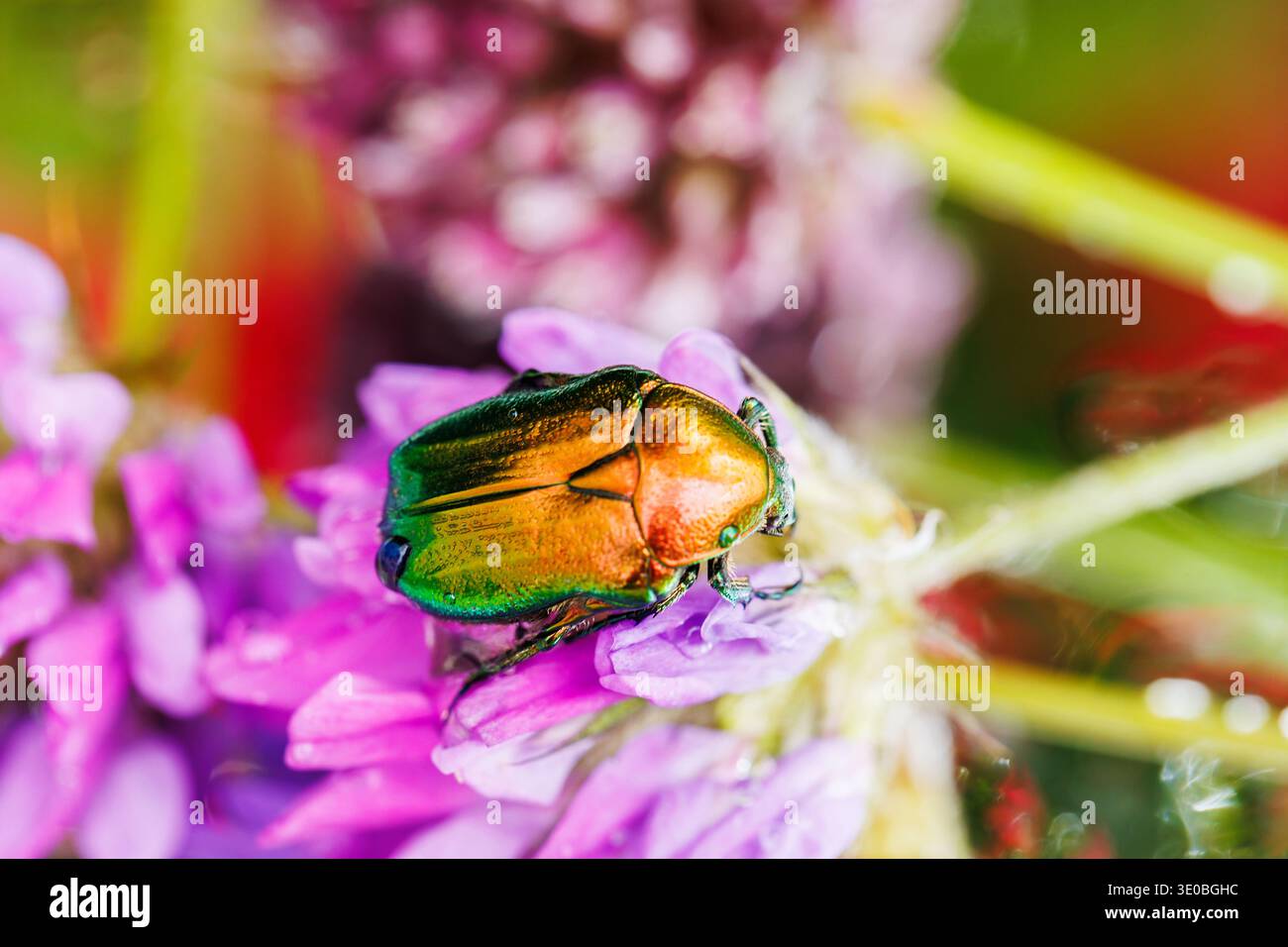 Farbenfroher Karabinkäfer, der bei Tageslicht auf blühenden Wildblumen sitzt Stockfoto