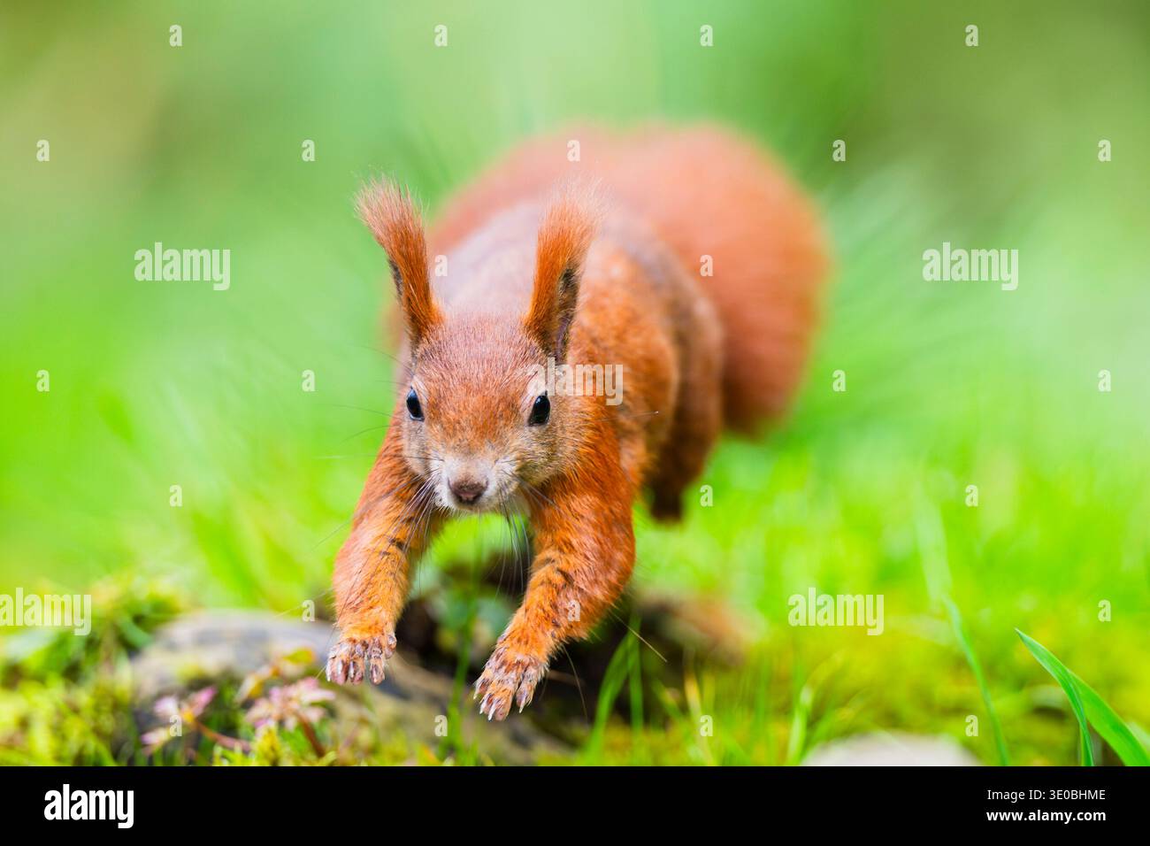 Rotes Eichhörnchen (Sciurus vulgaris), das im Gras läuft, Bayern, Gernany, Europa Stockfoto