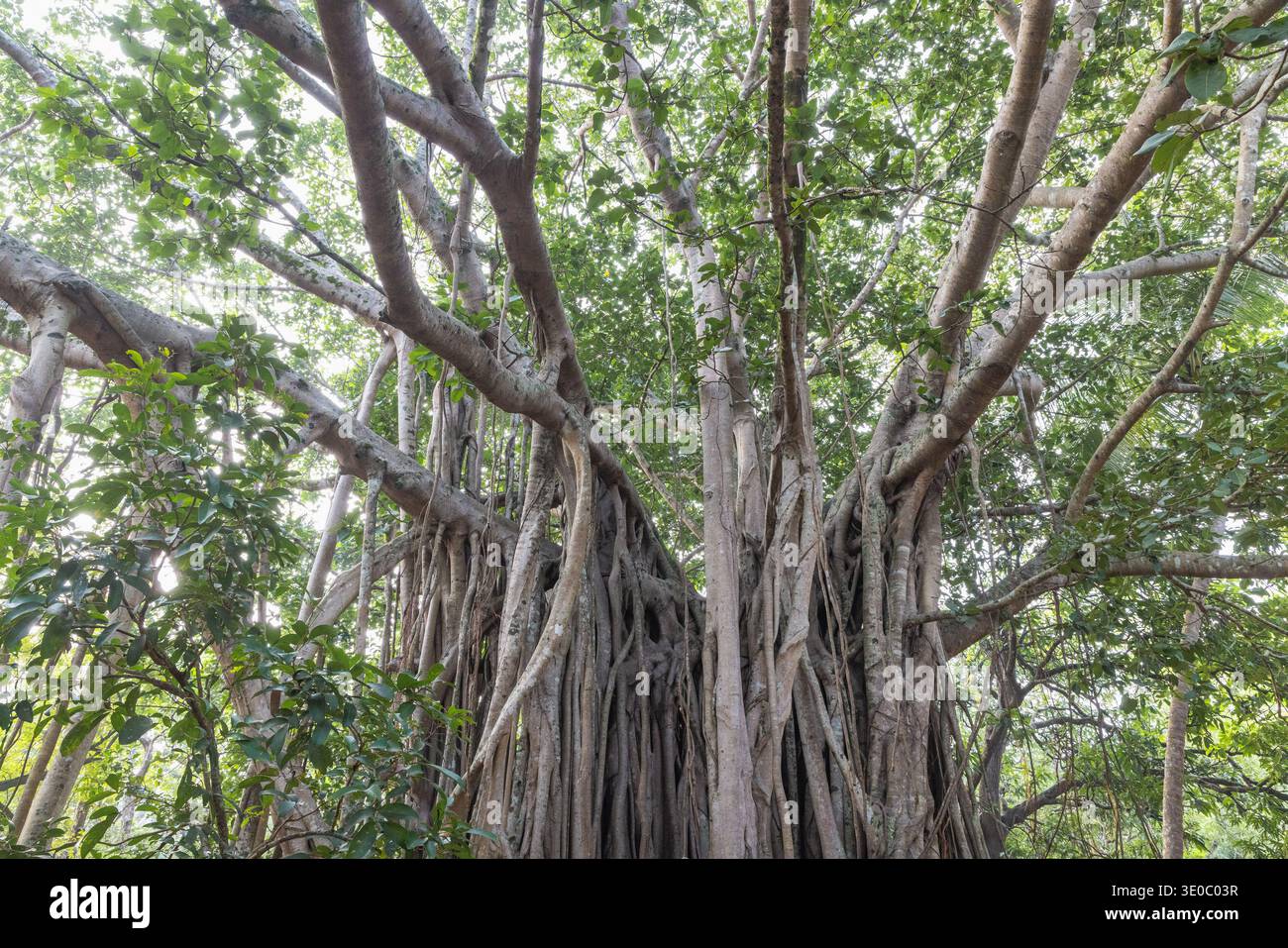 Majestätischer Tropenbaum mit weitläufigen Luftwurzeln und üppigem grünen Baldachin unter hellem Sonnenlicht, symbolisiert Wachstum und Widerstandsfähigkeit der Natur. Sri Lanka Stockfoto