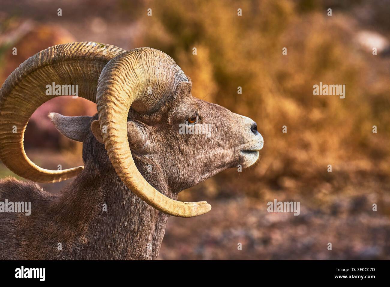 Dickhornschafe Nahaufnahme mit gebogenen Hörnern in warm Desert Habitat Stockfoto