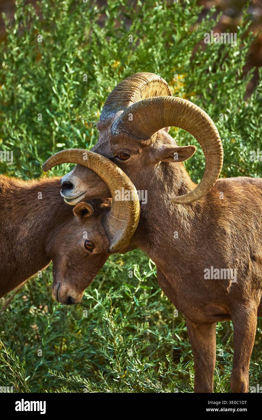 Dickhornschaf-Interaktion im Grünen im Hemenway Park Nevada Stockfoto