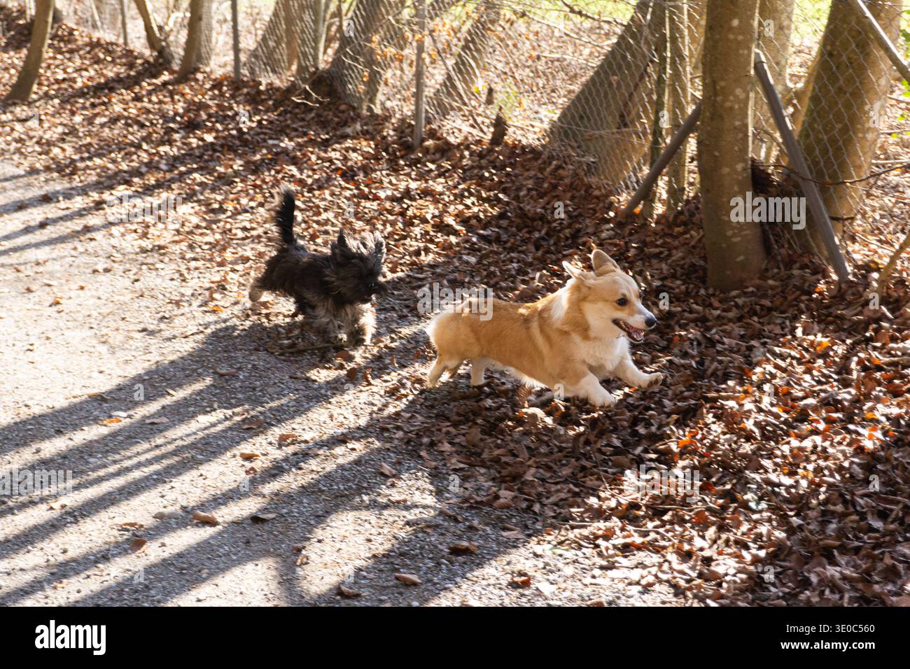 Zwei kleine Hunde laufen und spielen auf einem Waldweg, der mit Herbstlaub bedeckt ist, an einem sonnigen Tag. Stockfoto