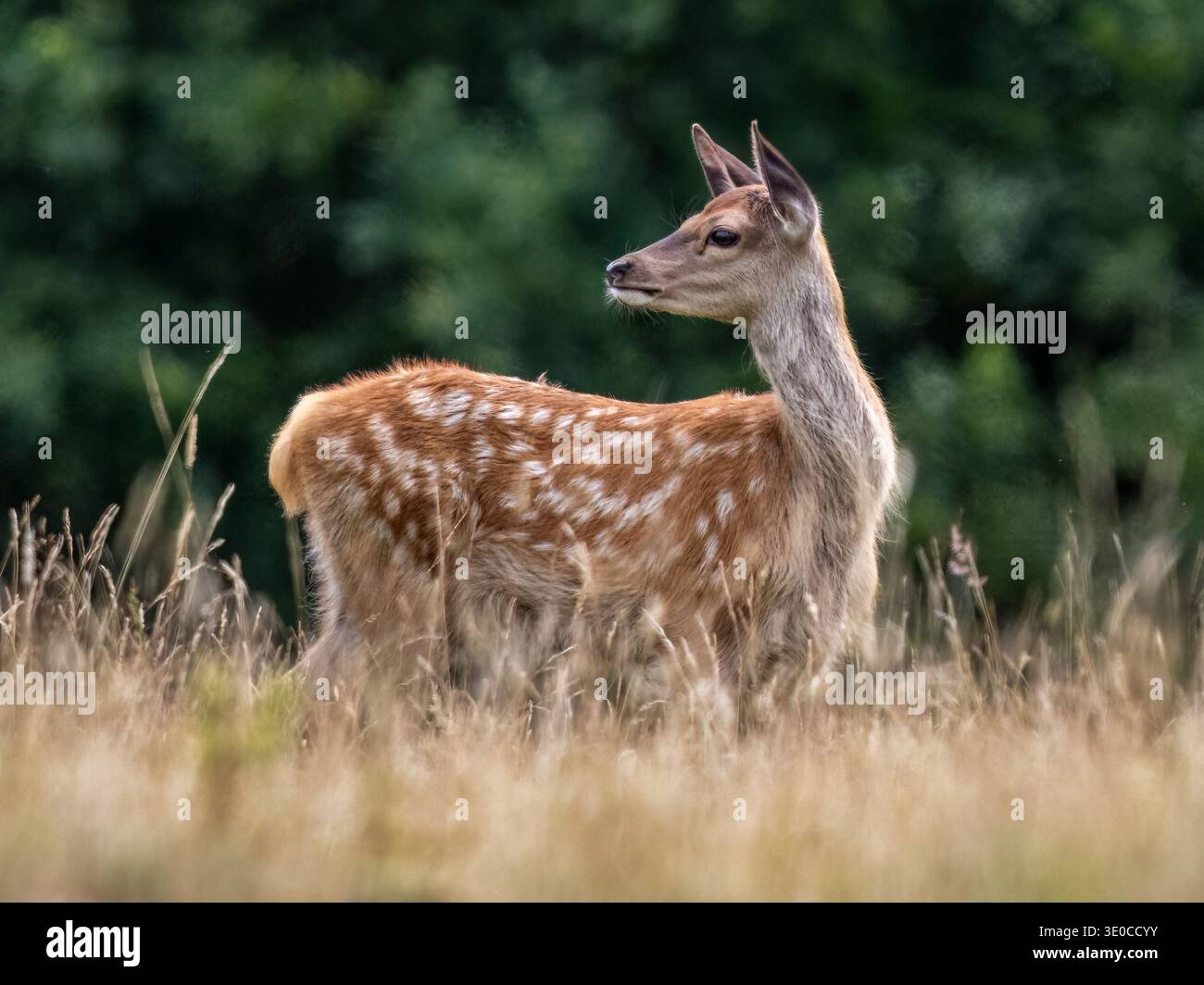 Rothirn Kalb Stockfoto