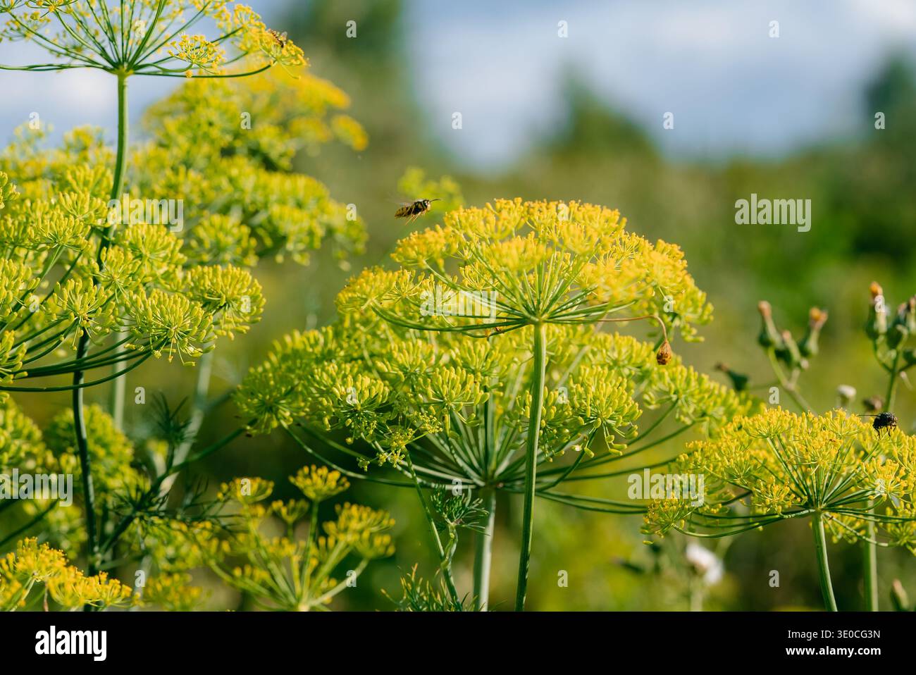 Dill-Blumen blühen in einem Sommergarten, eine geschäftige hoverfly sammelt Nektar und veranschaulicht das ökologische Gleichgewicht, die natürliche Schönheit und den Lebenszyklus in einer lebendigen, sonnendurchfluteten Umgebung Stockfoto