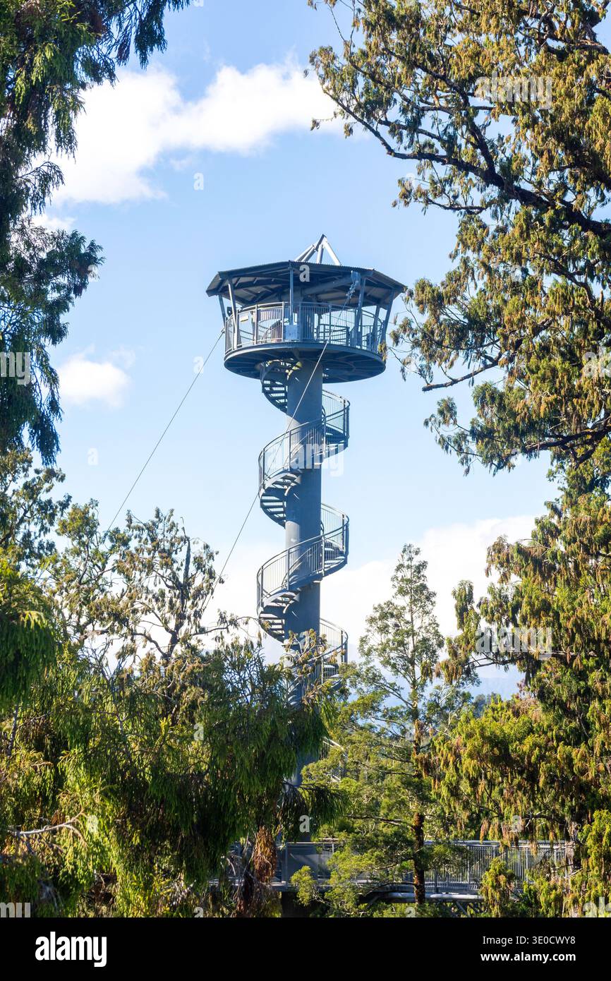 West Coast Tree Top Walkway Tower, Ruatapu, West Coast Region, South Island, Neuseeland Stockfoto