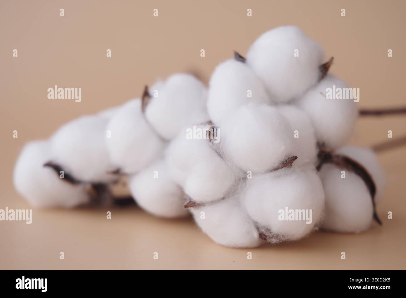 Baumwoll-Pflanze Nahaufnahme mit flauschigen weißen Büschen Stockfoto
