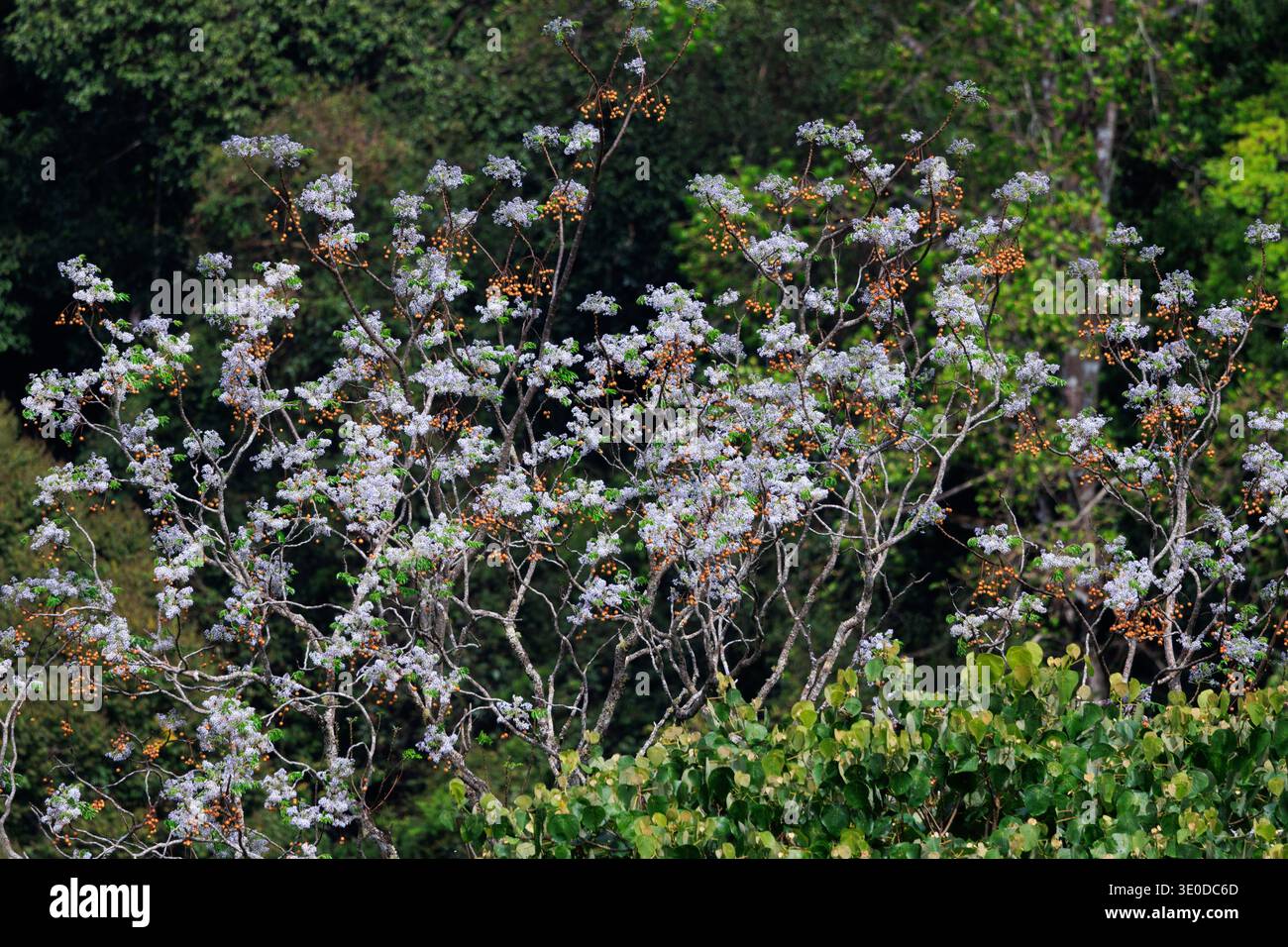 Blühender und fruchtiger Baum, der im Wald von Mae Kampong, Chiang Mai, Thailand wächst Stockfoto