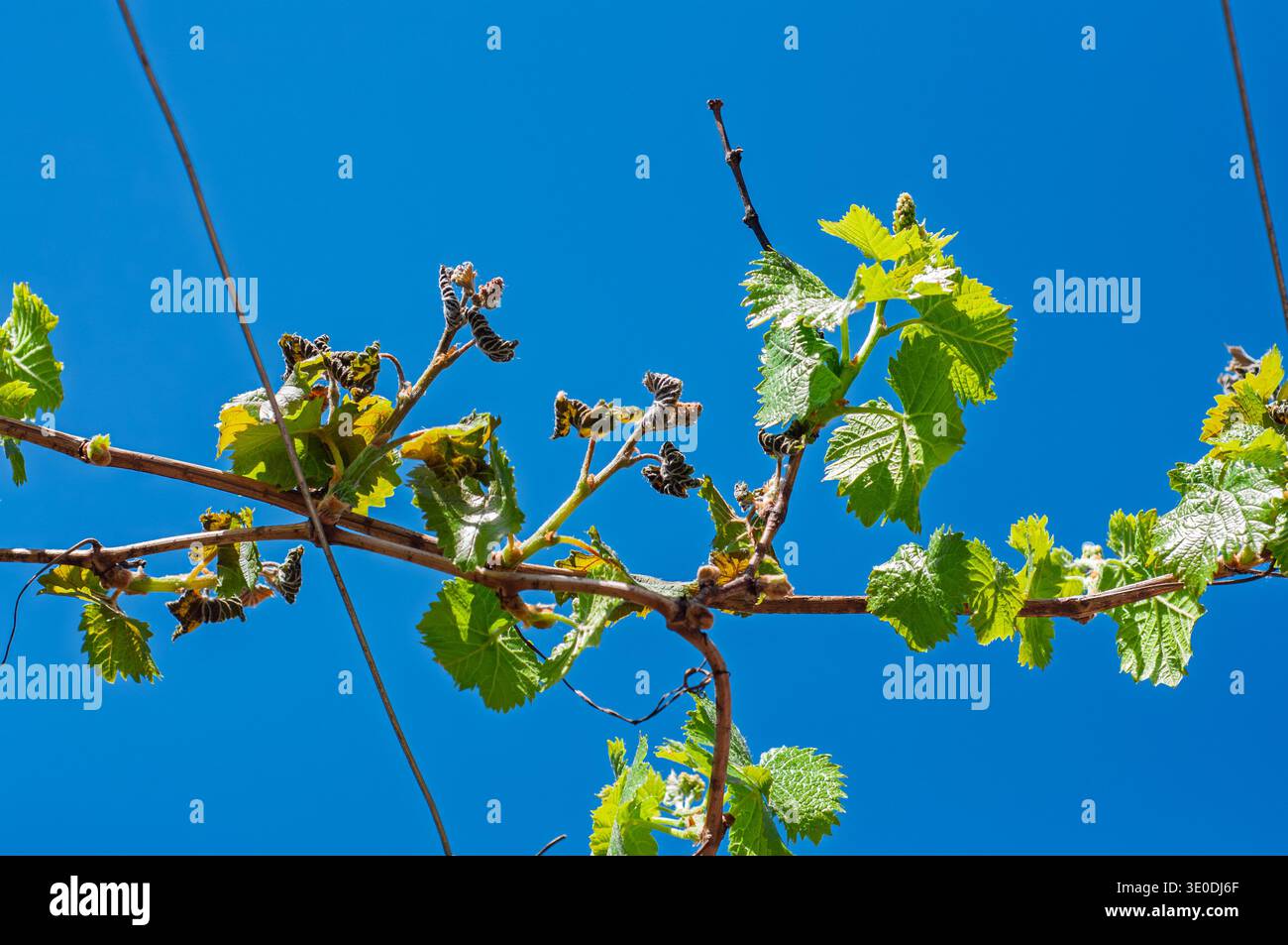 Weinbauzweig mit einer Mischung aus gesunden grünen Blättern und verwelkten jungen Triebe, die durch Frühlingsfrost beschädigt wurden, vor klarem blauem Himmel, veranschaulicht Klima i Stockfoto